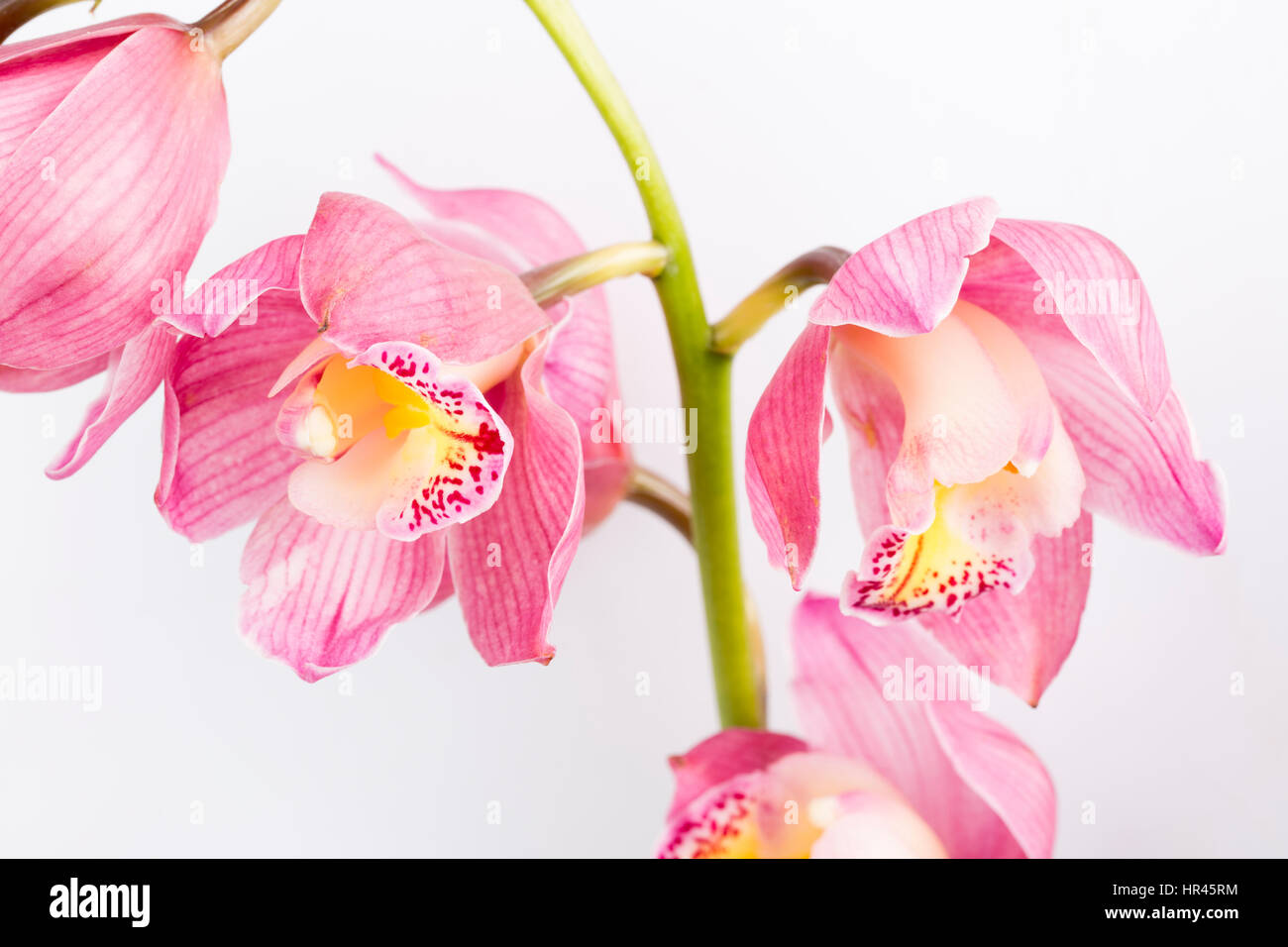 Branch of pink orchid isolated on white background Stock Photo - Alamy