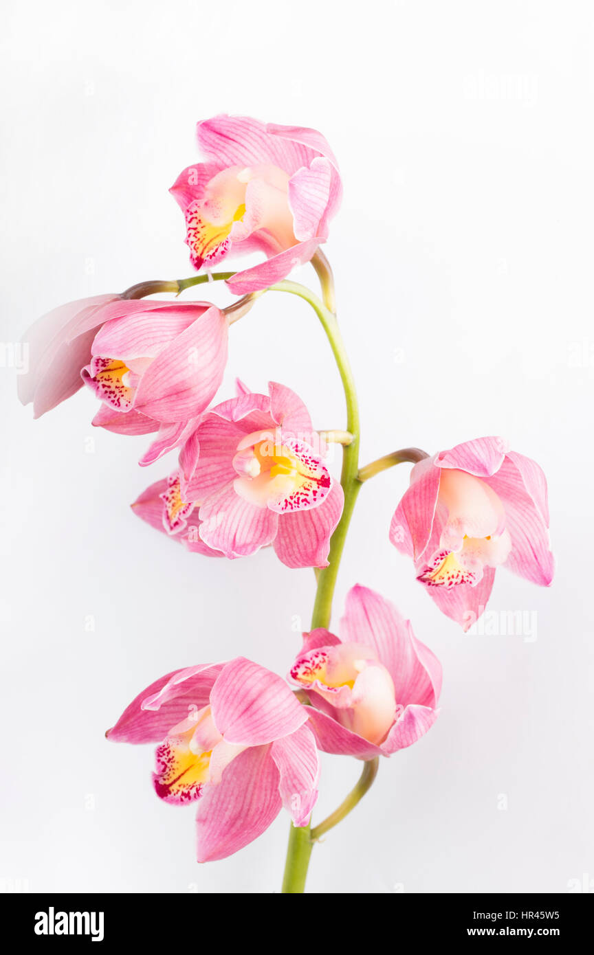 Branch of pink orchid isolated on white background Stock Photo - Alamy