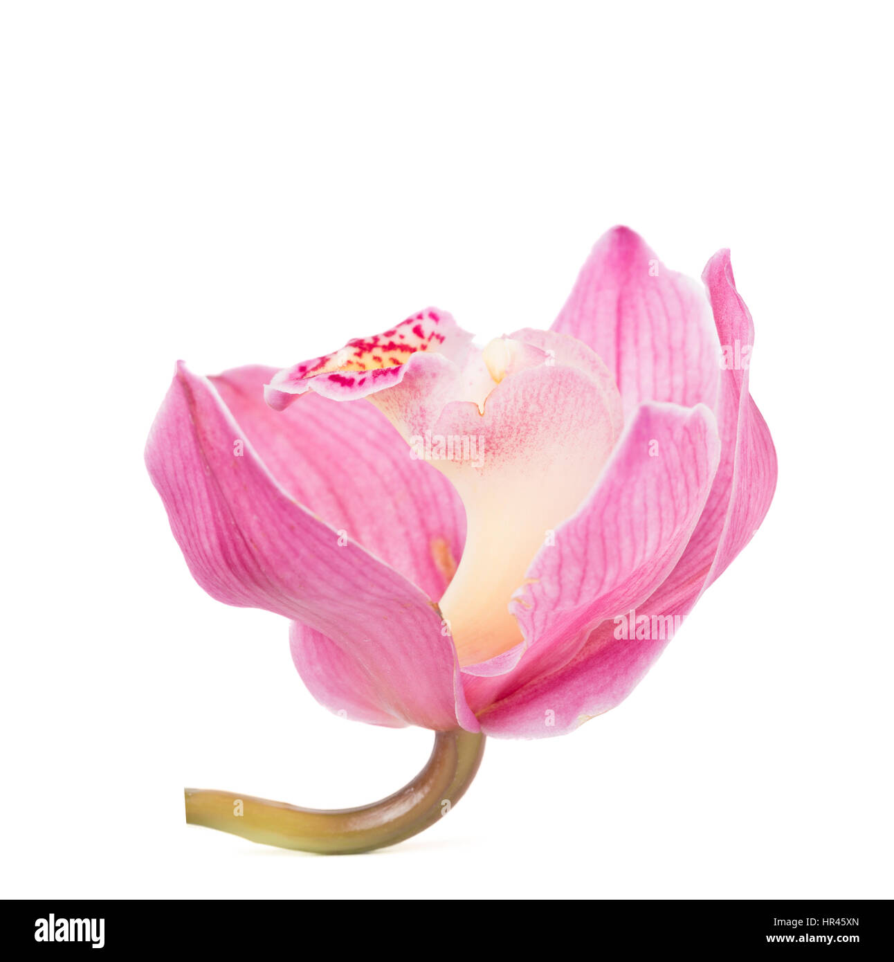 Pink orchid flower closeup isolated against a white background. Stock Photo