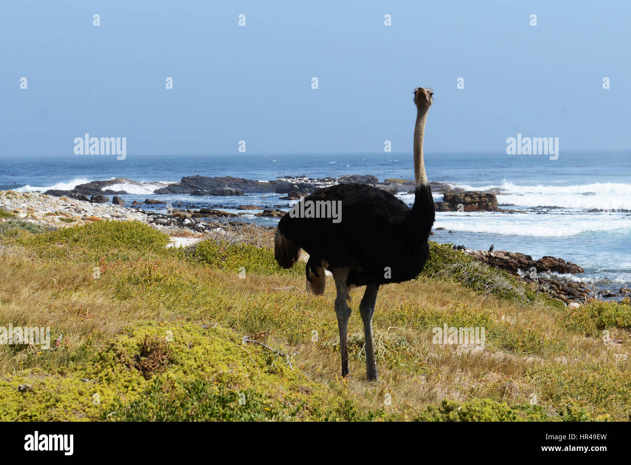 African Ostriches (Struthio camelus) foraging next to beach near Cape of Good Hope, Western Cape, South Africa Stock Photo