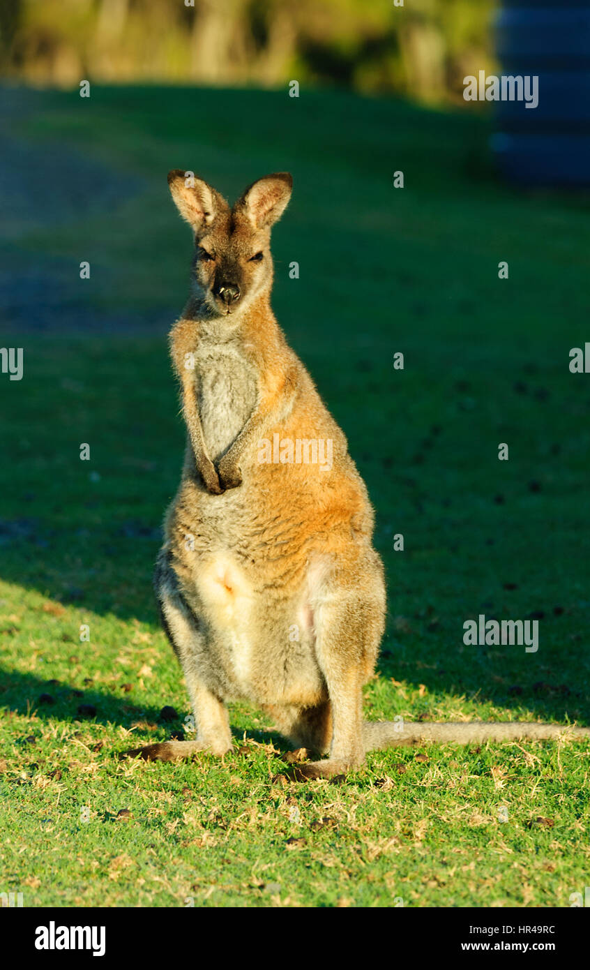 Red-necked Wallaby (Macropus rufogriseus) standing up, Potato Point, New South Wales, Australia Stock Photo