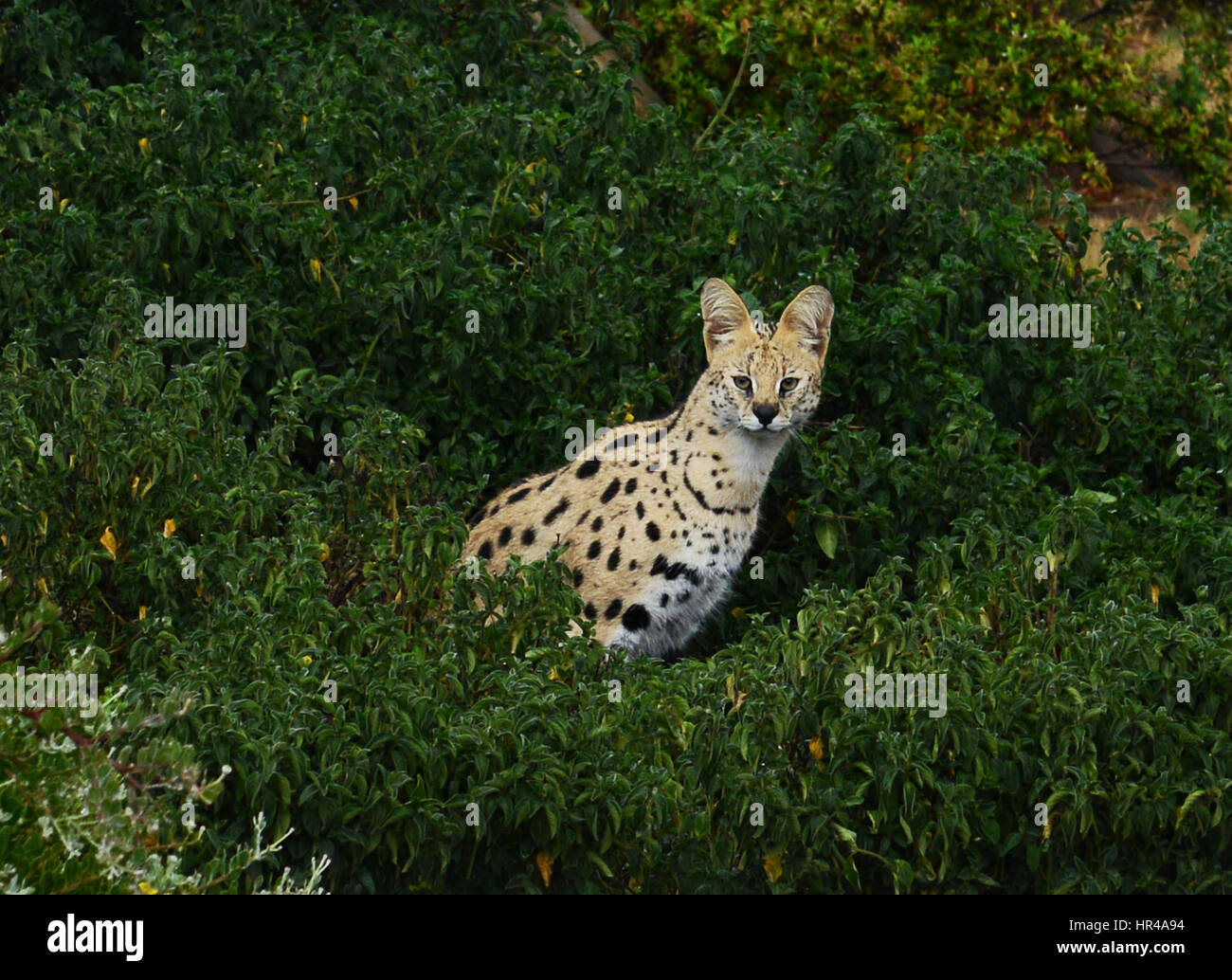 A beautiful Serval cat in South Africa. Stock Photo
