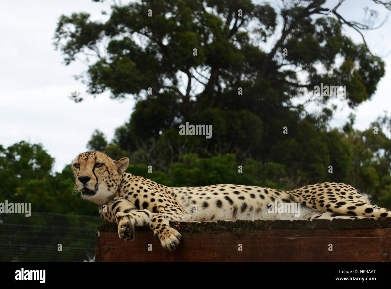 A beautiful captive cheetah in the cheetah outreach conservation center in South Africa's western cape. Stock Photo