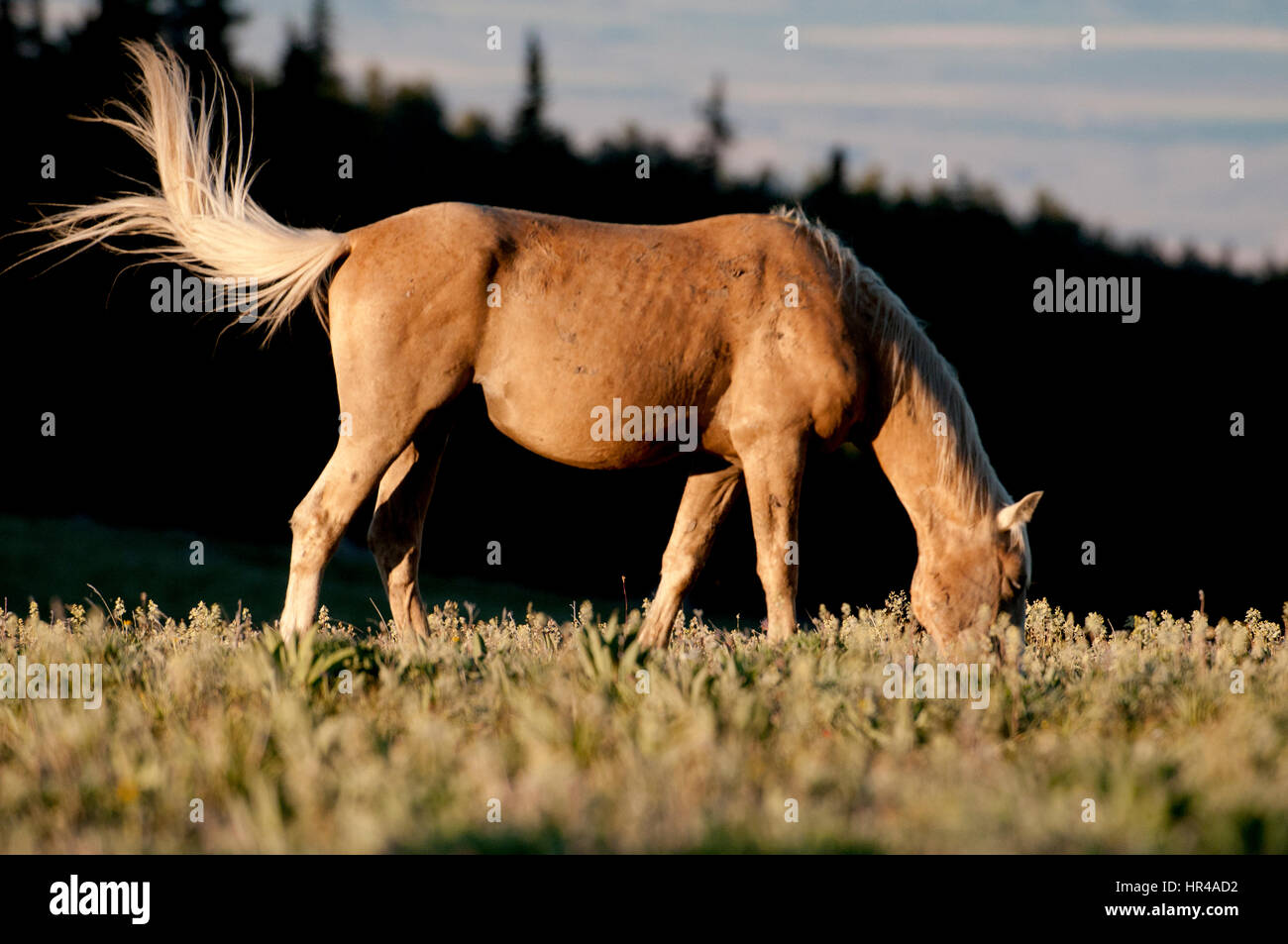 Pryor Mountain mustang grazing in south-central Montana Stock Photo