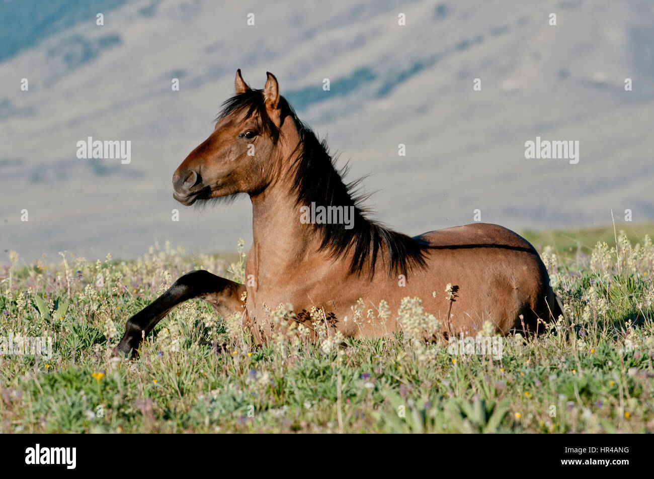 Wild horse (mustang) in the Pryor Mountains Wild Horse Range in southcentral Montana getting up Stock Photo