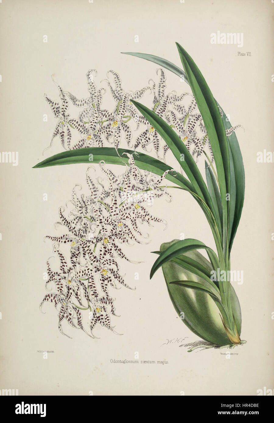 Odontoglossum naevium - Robert Warner - Select Orchidaceous
