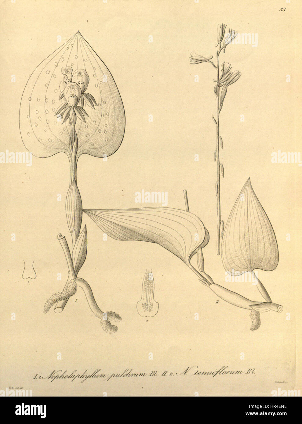 Nephelaphyllum pulchrum-Nephelaphyllum tenuiflorum - Xenia 1-88 (1858) Stock Photo