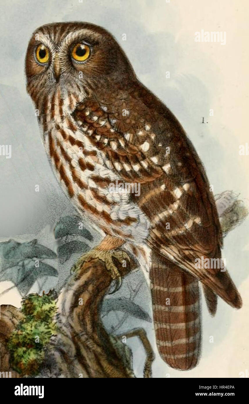 Ninox boobook fusca Keulemans Stock Photo Alamy