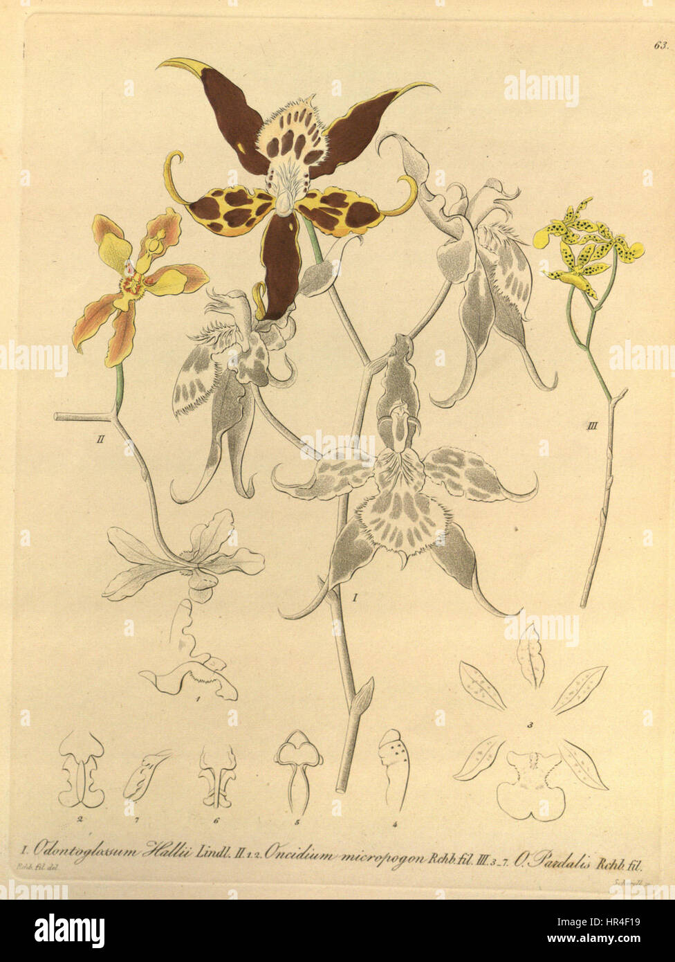 Odontoglossum hallii, Oncidium micropogon, Oncidium lentiginosum (as Oncidium pardalis)-Xenia 1-63 (1858) Stock Photo