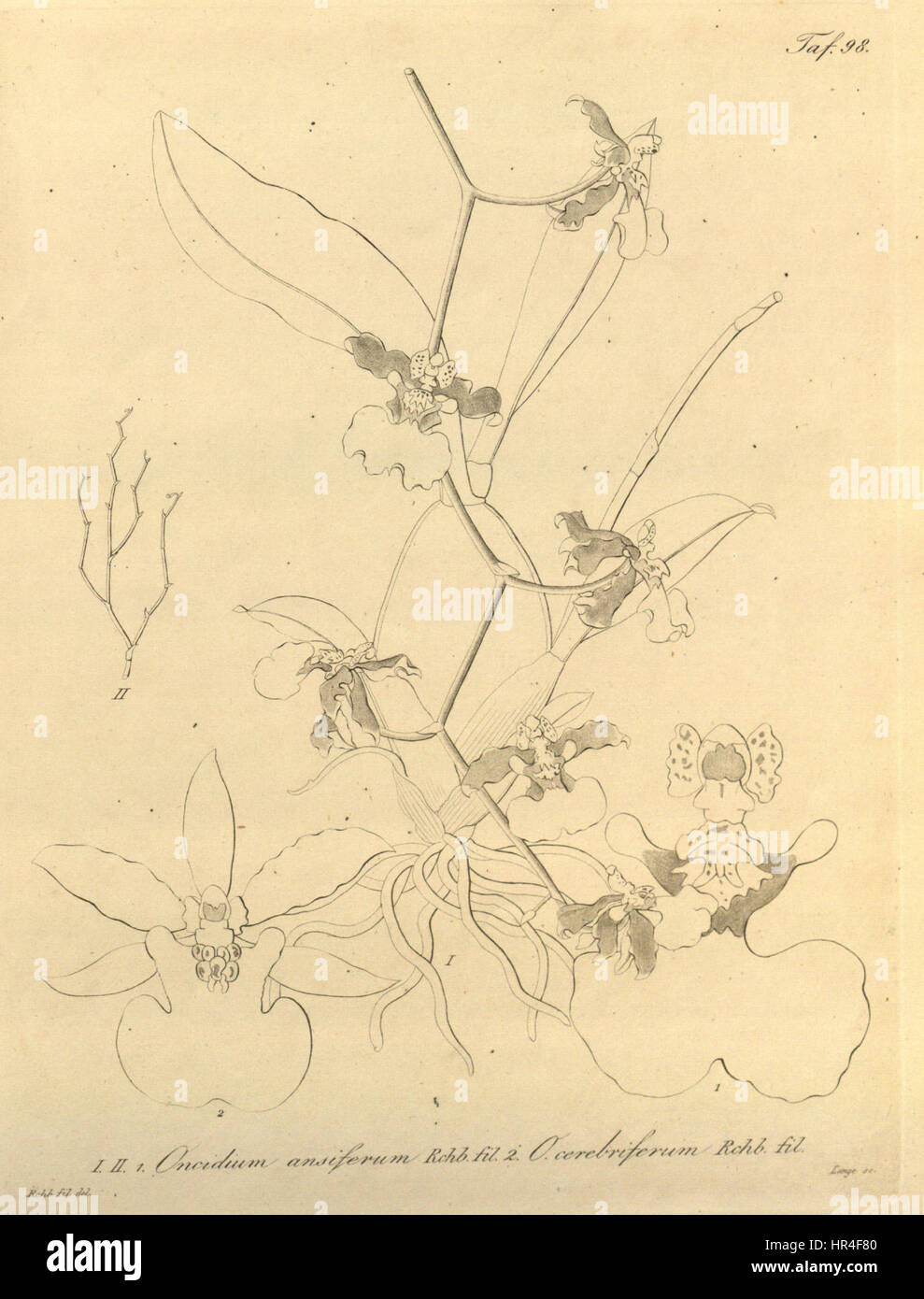 Oncidium ansiferum and Oncidium ensatum (as O. cerebriferum)-Xenia 1-98 (1858) Stock Photo