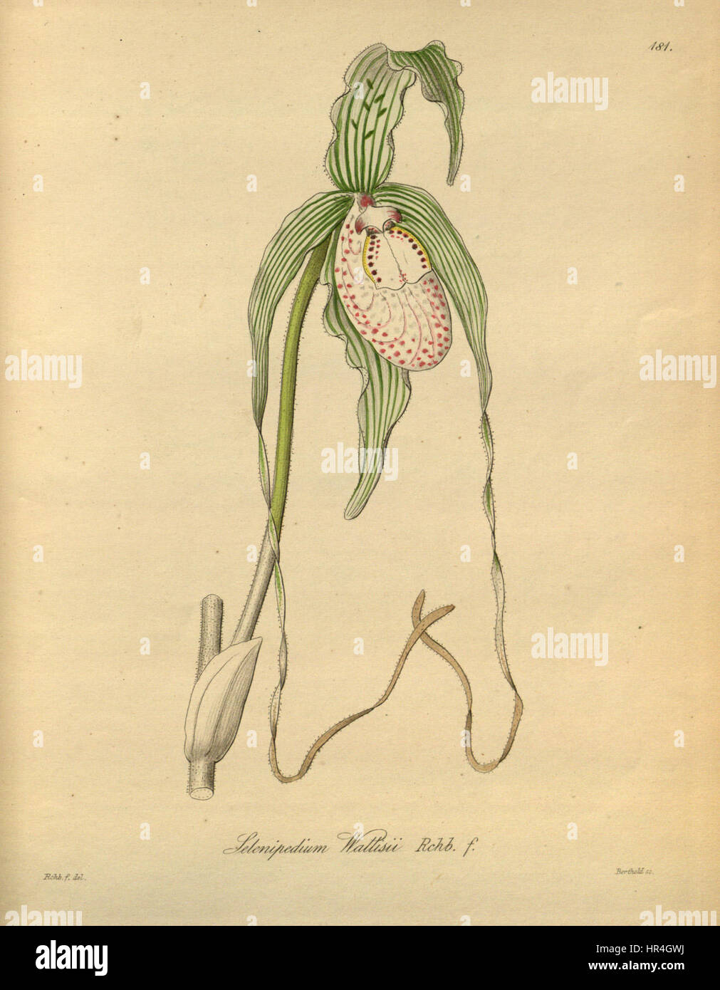 Phragmipedium warszewiczianum (as Selenipedium wallisii) - Xenia 2-181 (1874) Stock Photo