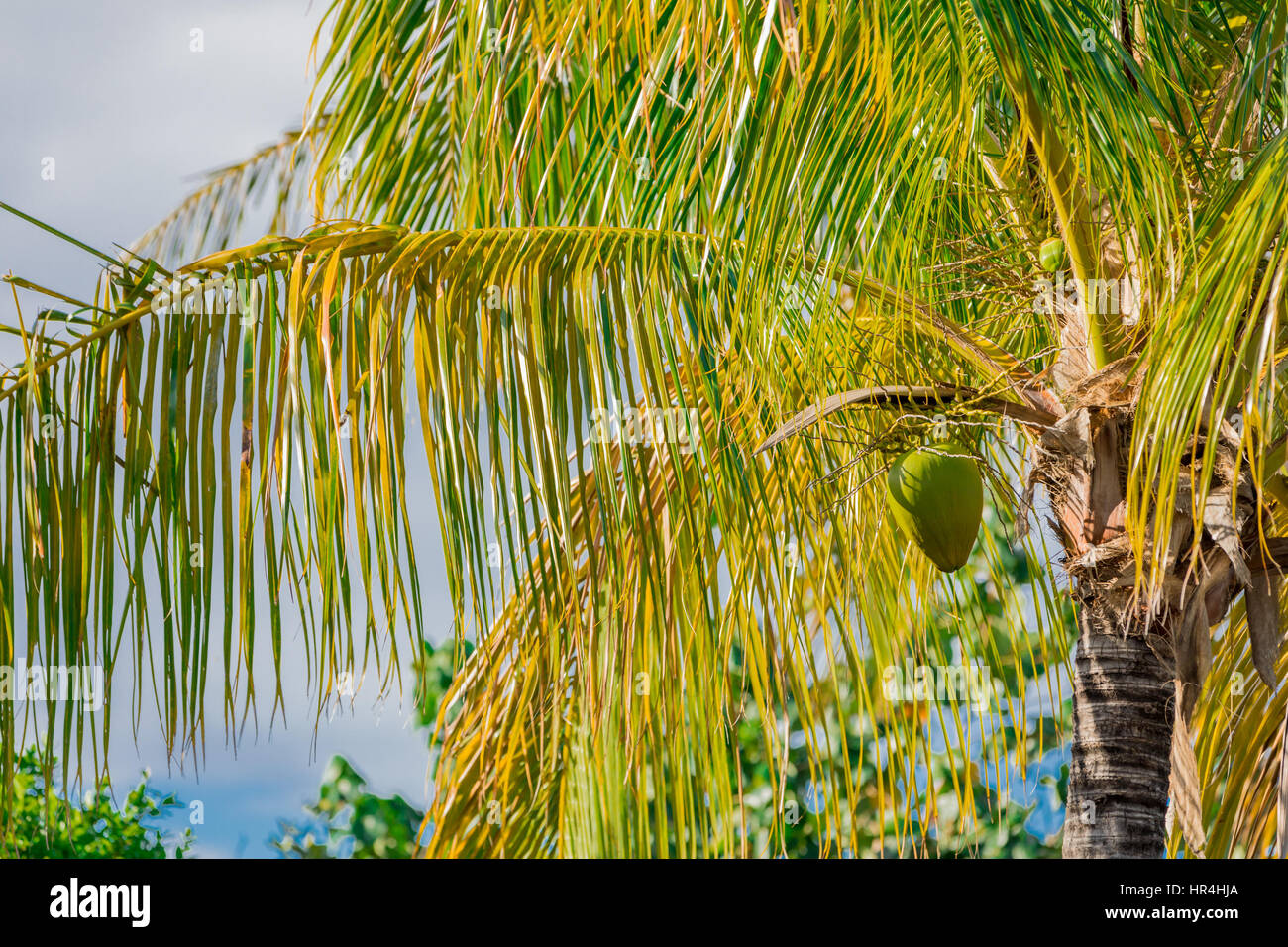 green coconut hanging in a vibrant palm tree in St Bart's Stock Photo