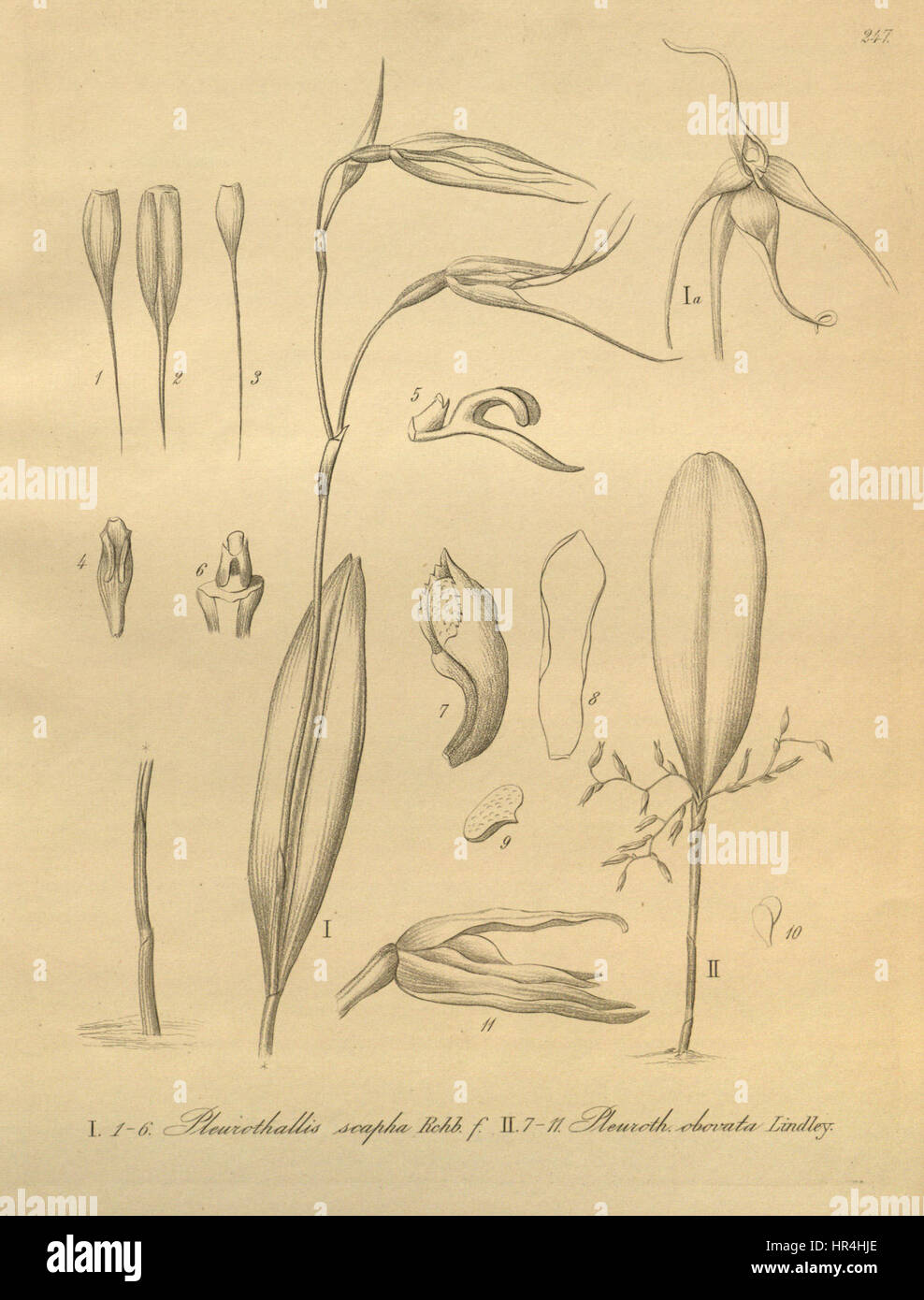 Pleurothallis sirene (as Pleurothallis scapha) and Anathallis obovata (as Pleurothallis obovata) - Xenia 3-247 (1892) Stock Photo