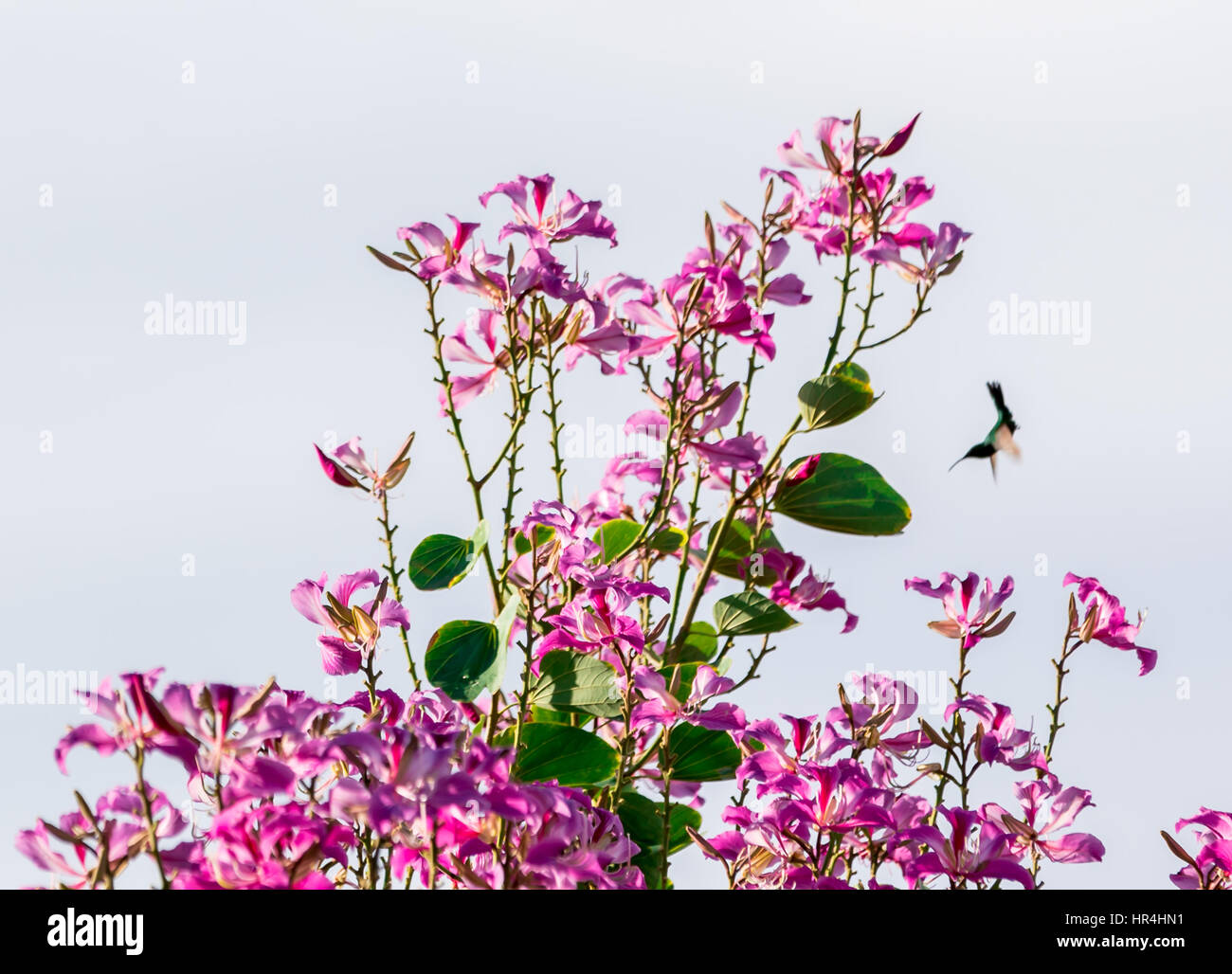 humming bird approaching a tree full of flowers in Gustavia St Bart's Stock Photo
