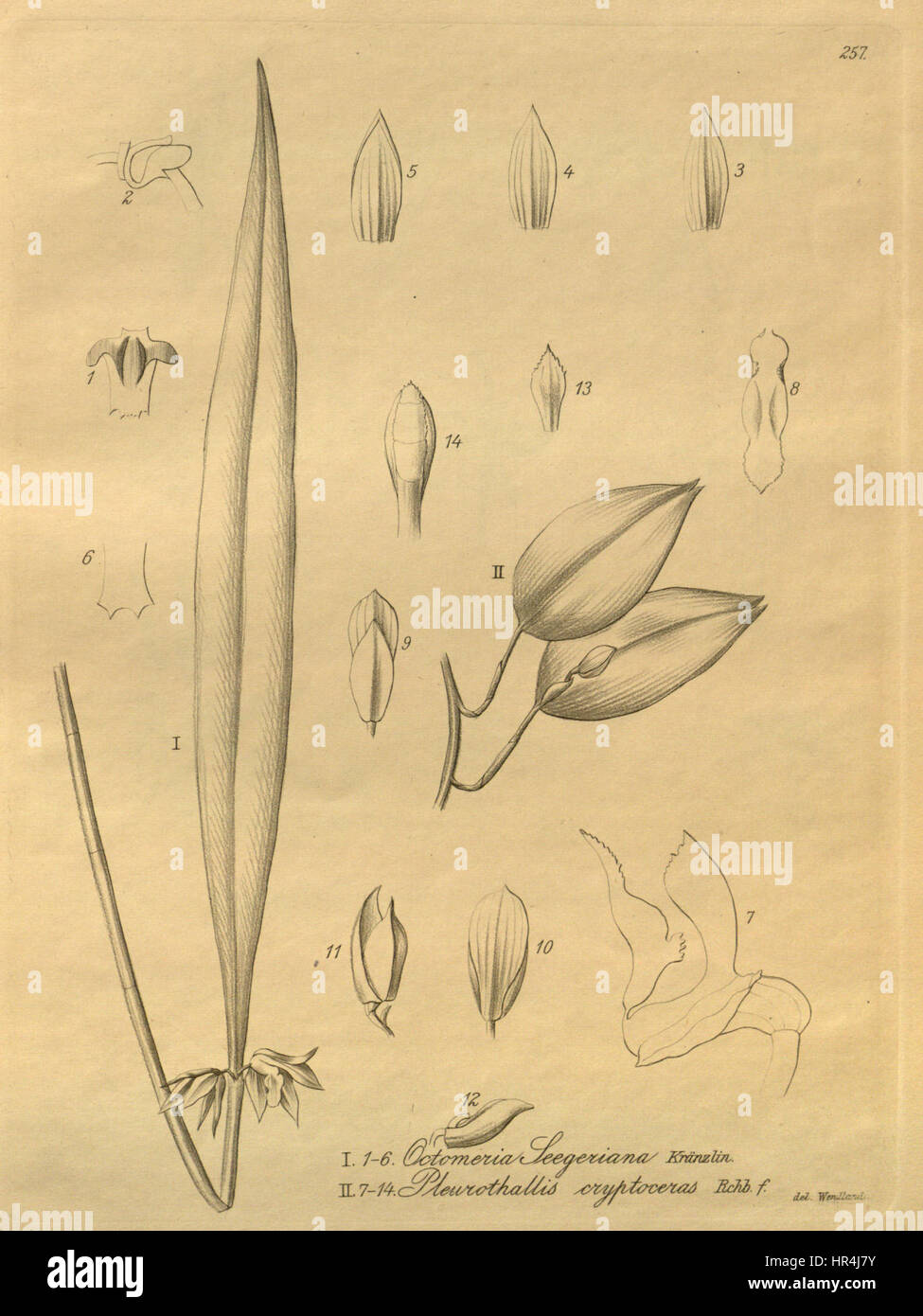 Octomeria grandiflora (as O. seegeriana) and Acianthera glanduligera (as Pleurothallis cryptoceras) - Xenia vol. 3 pl. 257 Stock Photo