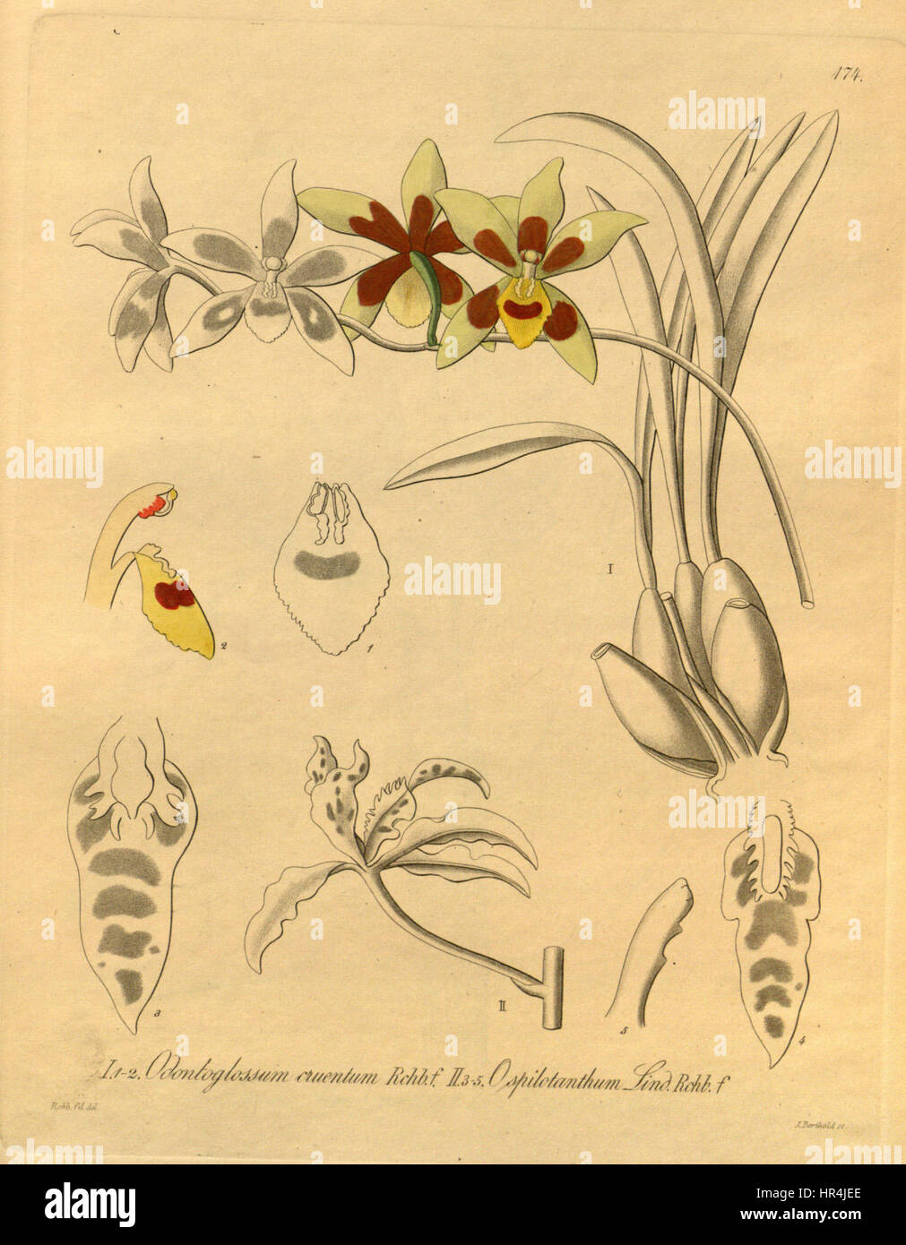 Odontoglossum cruentum and Cyrtochilum angustatum (as Odontoglossum spilotanthum) - Xenia 2-174 (1874) Stock Photo