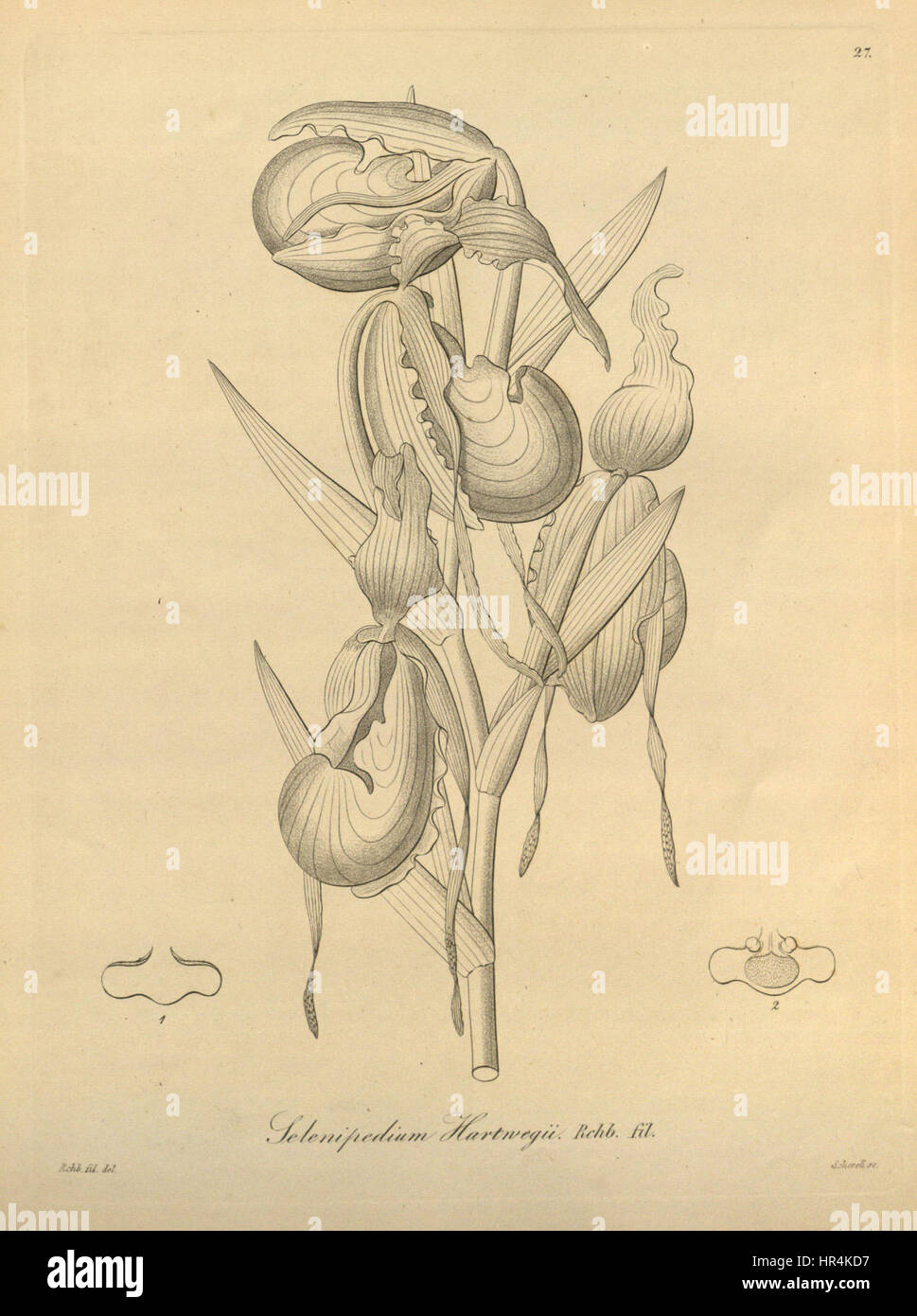 Phragmipedium longifolium (as Selenipedium hartwegii)-Xenia 1-27 (1858) Stock Photo