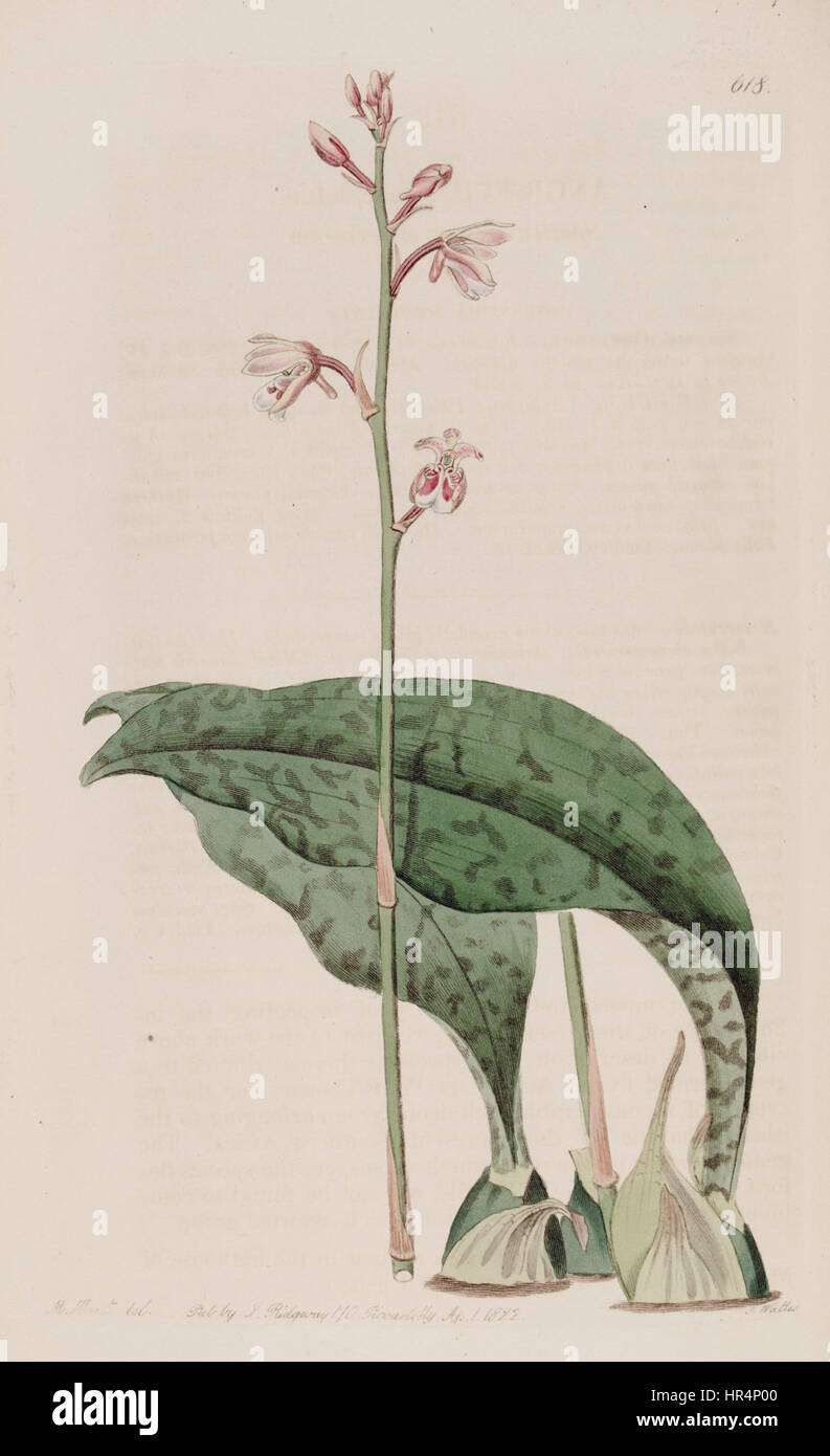 Oeceoclades maculata (as Angraecum maculatum) - Bot. Reg. 8 pl. 618 (1822) Stock Photo