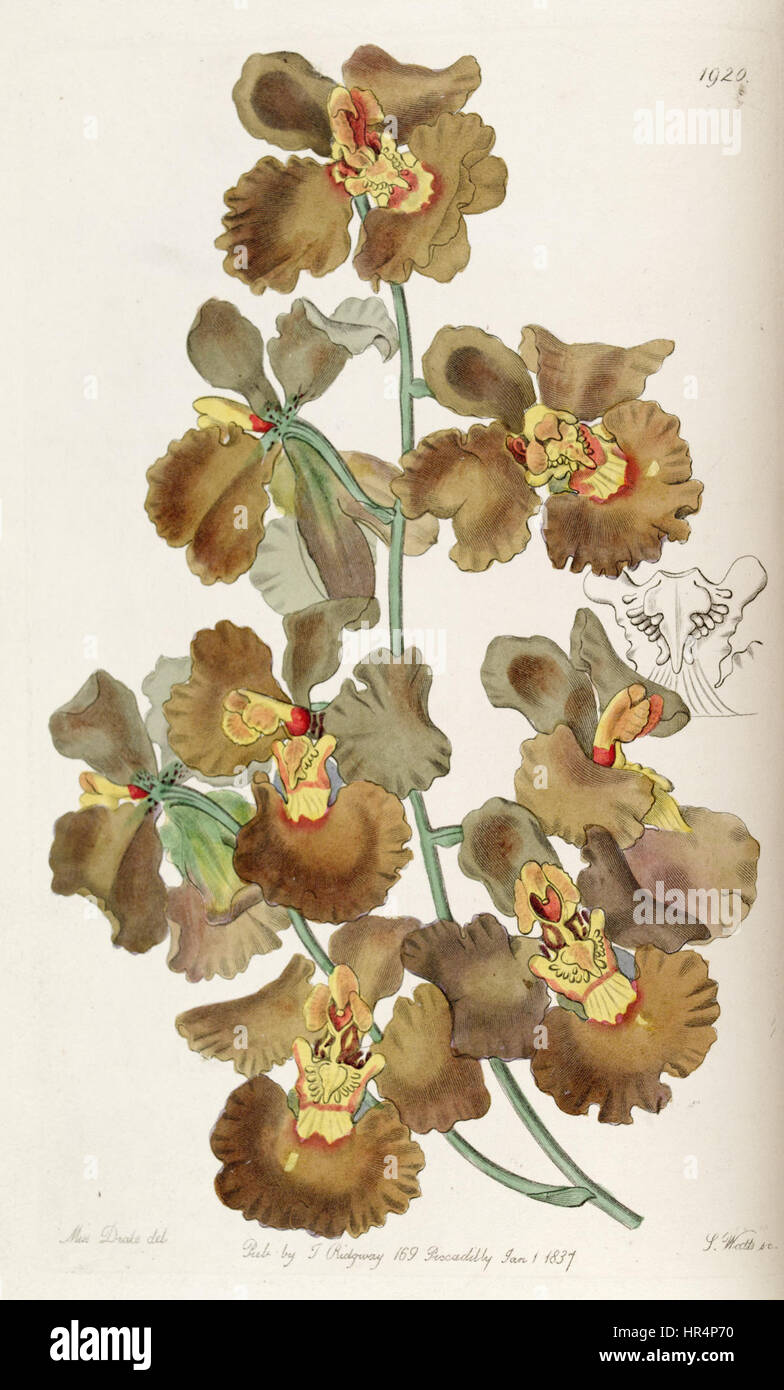 Oncidium crispum - Edwards vol 23 pl 1920 (1837) Stock Photo