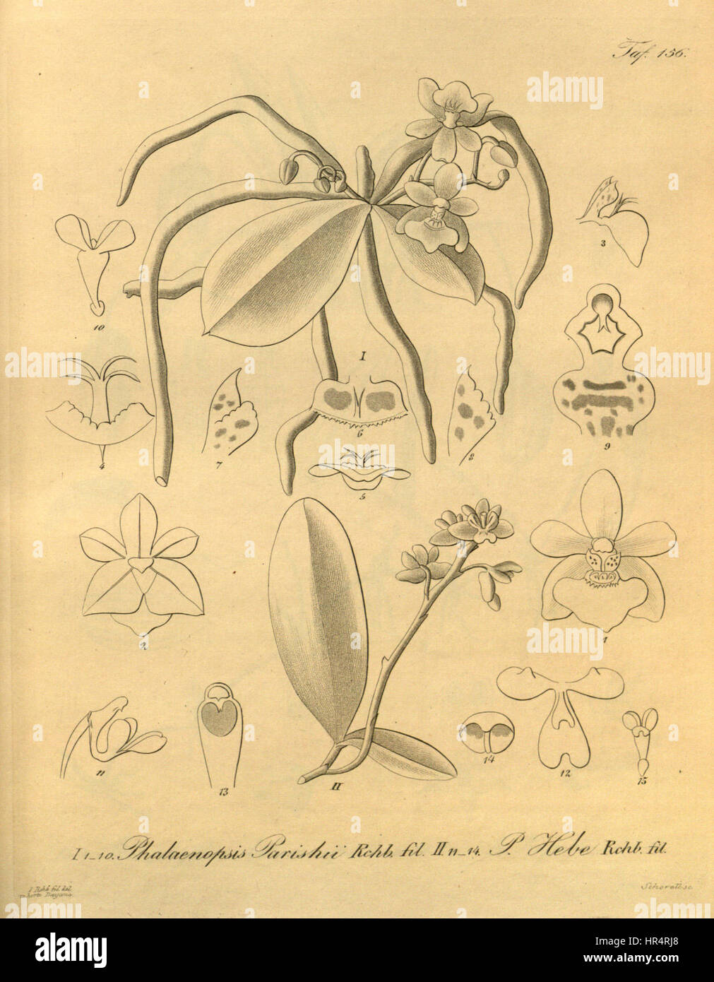 Phalaenopsis parishii and Phalaenopsis deliciosa (as Phalaenopsis hebe)-Xenia Stock Photo