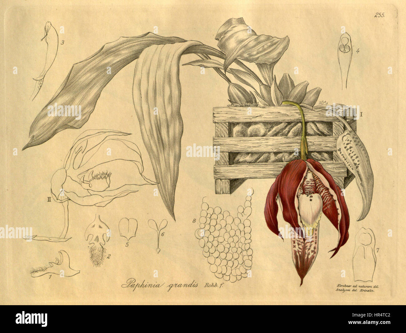 Paphinia grandiflora (grandis) - Xenia vol. 3 pl. 255 (1900) Stock Photo
