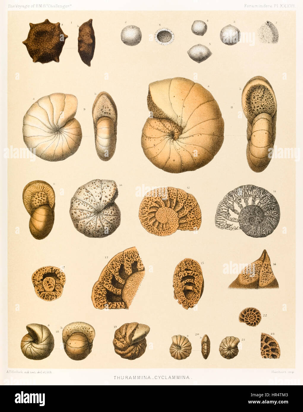 “Thurammina-Cyclammina (Foraminifera PL. XXXVII)” from ‘The Voyage of HMS “Challenger”1873-76’ published in 1884. Illustration by A.T. Hollick. Stock Photo