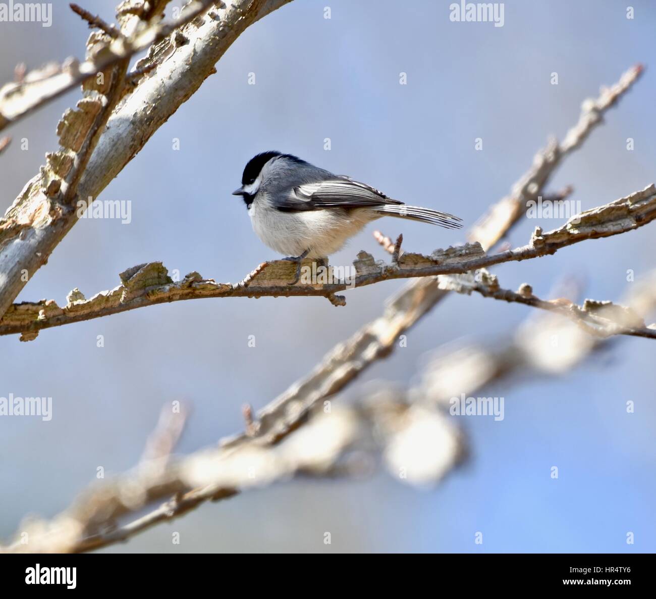 Black-capped chickadee (Poecile atricapillus) perched on a tree branch Stock Photo