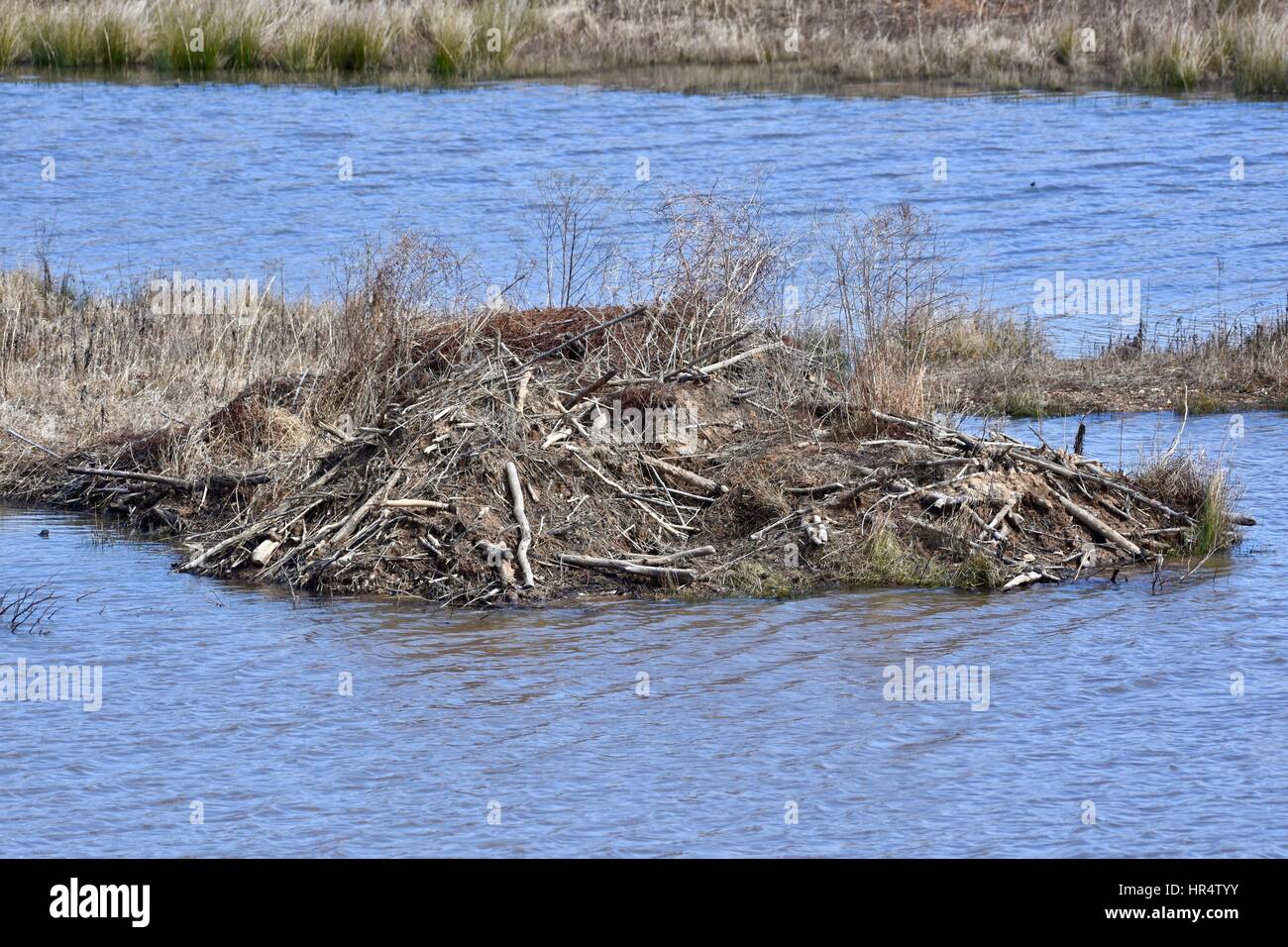 Beaver Habitat High Resolution Stock Photography and Images Alamy