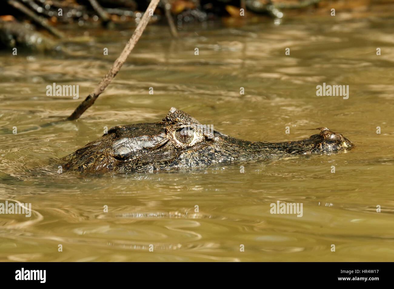 Yacare Caimans inhabit Central and South America. They are relatively small sized crocodilians, but will grow to 2 - 3 m. Stock Photo