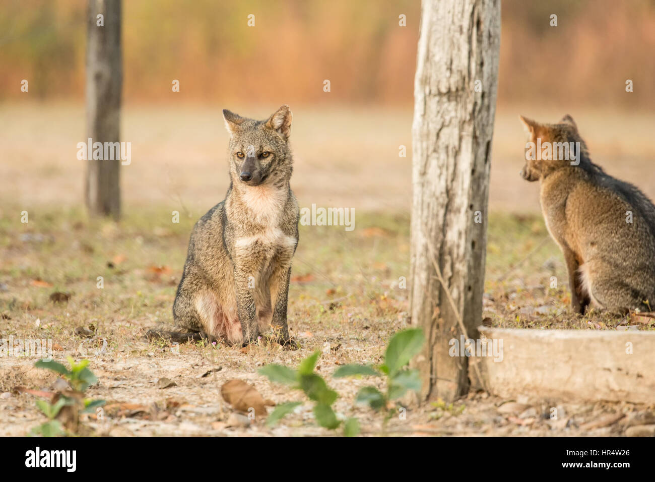 Two Crab-eating Foxes at sunrise in the Pantanal region of Brazil, Mato Grosso, South America.  The crab-eating fox searches for crabs on muddy floodp Stock Photo