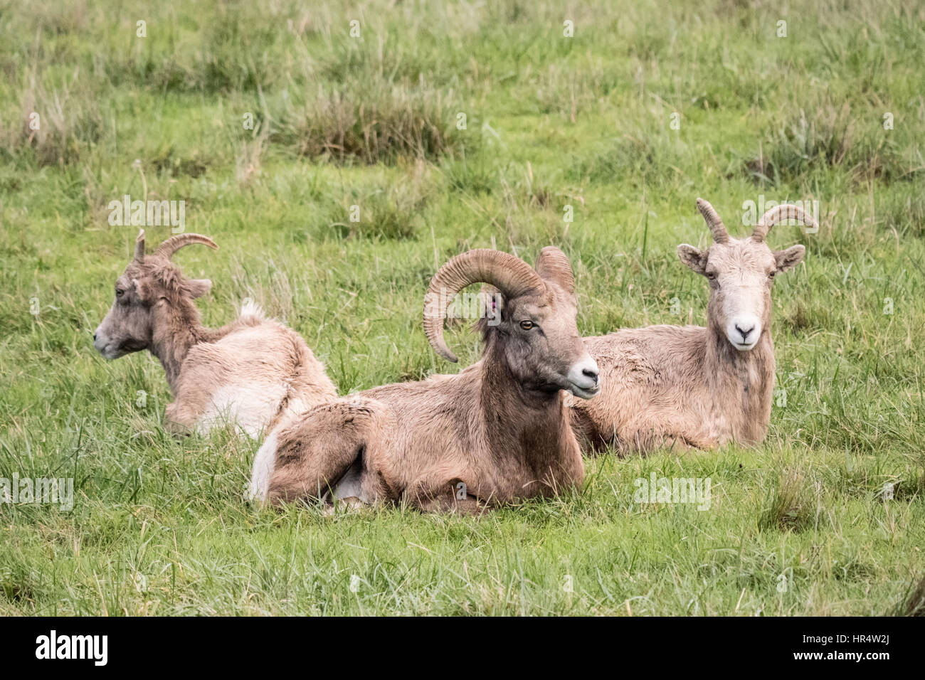 One male and two female Bighorn sheep resting at Northwest Trek Wildlife Park near Eatonville, Washington, USA Stock Photo