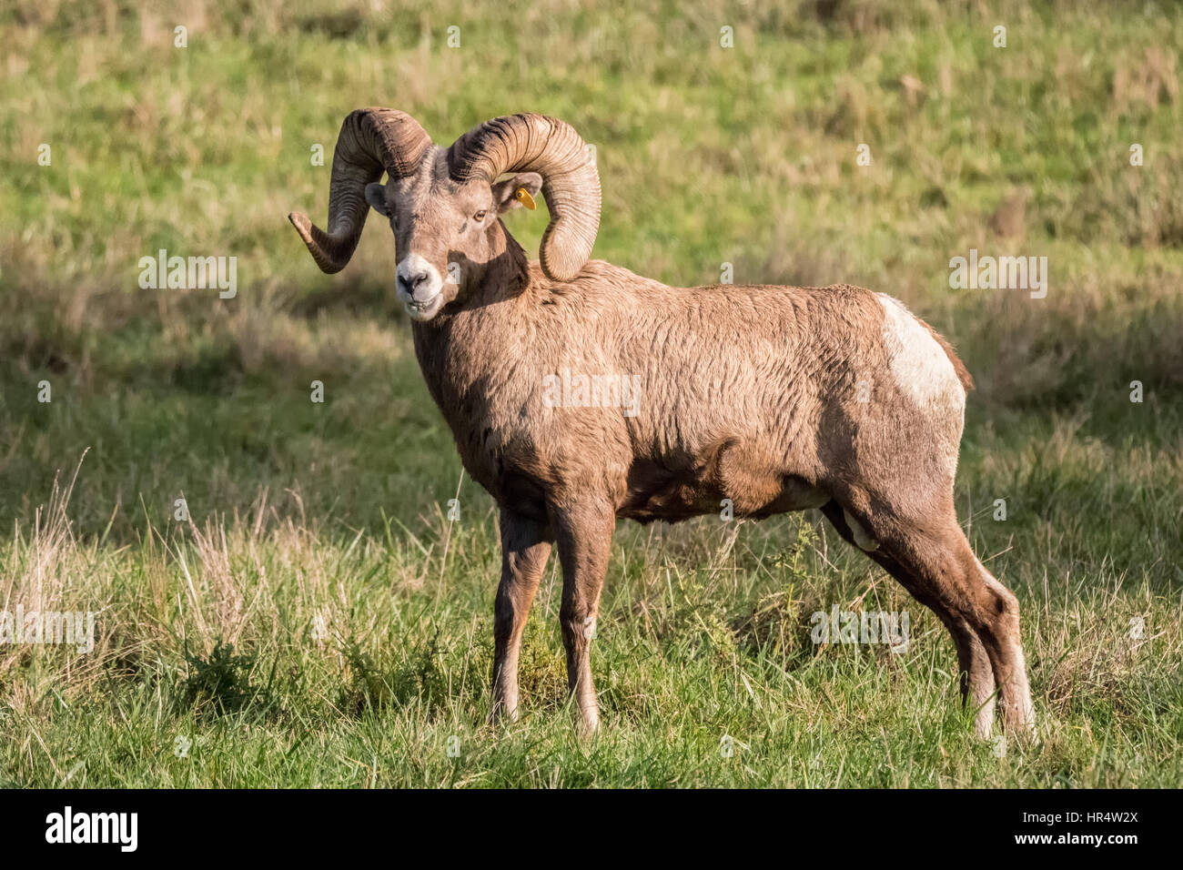 Male Bighorn Sheep (ram) standing at Northwest Trek Wildlife Park near