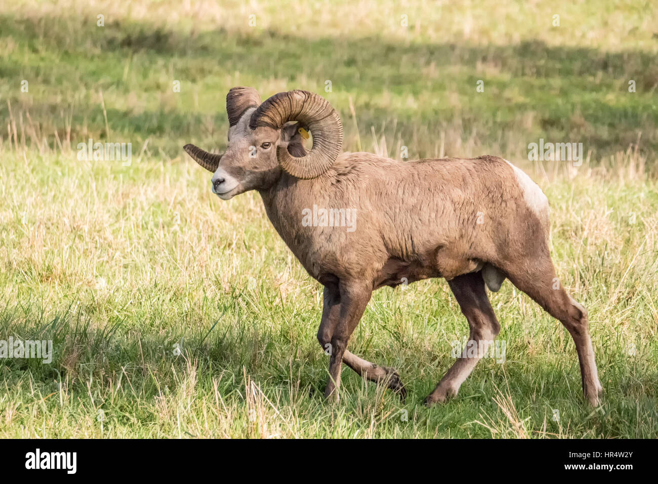 Male Bighorn Sheep (ram) walking at Northwest Trek Wildlife Park near