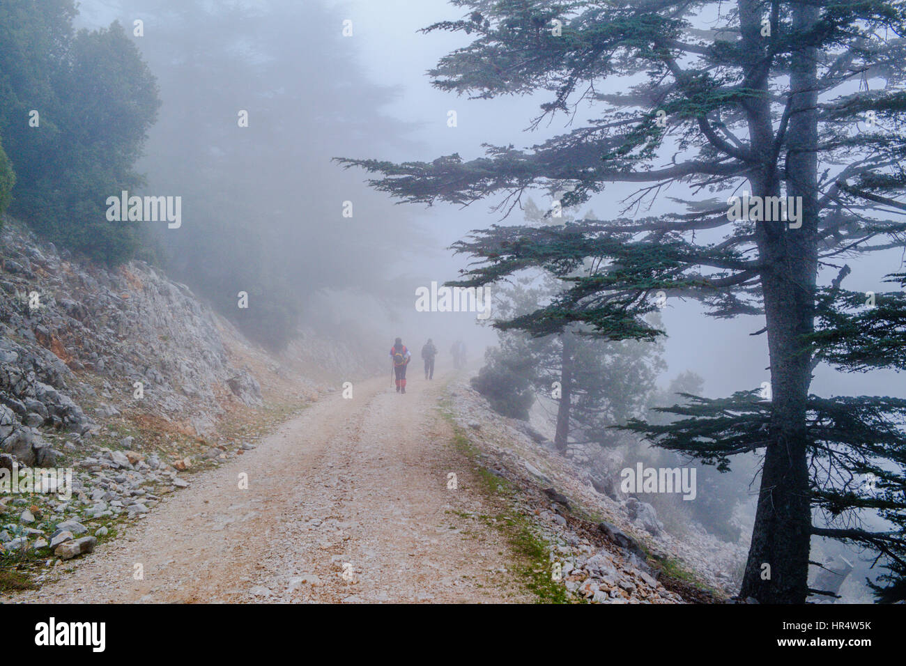 forest in the fog,mendos mountain hiking trail fethiye mediterranean turkey.sisli orman manzarasi,sis icinde yuruyen siluetler mendos dagi doga rotasi Stock Photo