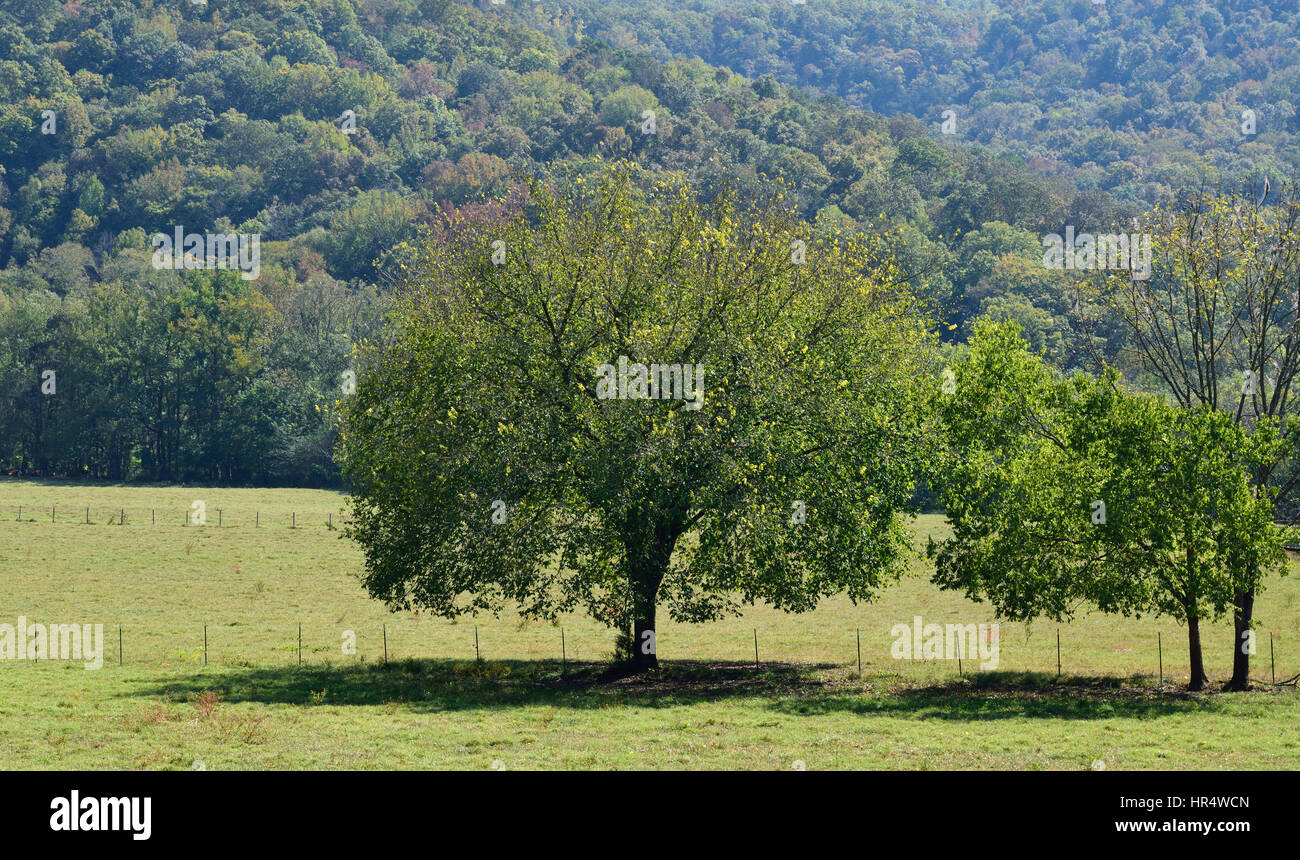 Trees in rural field in Arkansas Stock Photo