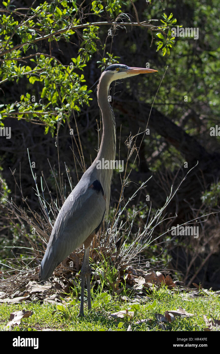 Bird Great Blue Heron at Los Angeles River park Stock Photo Alamy