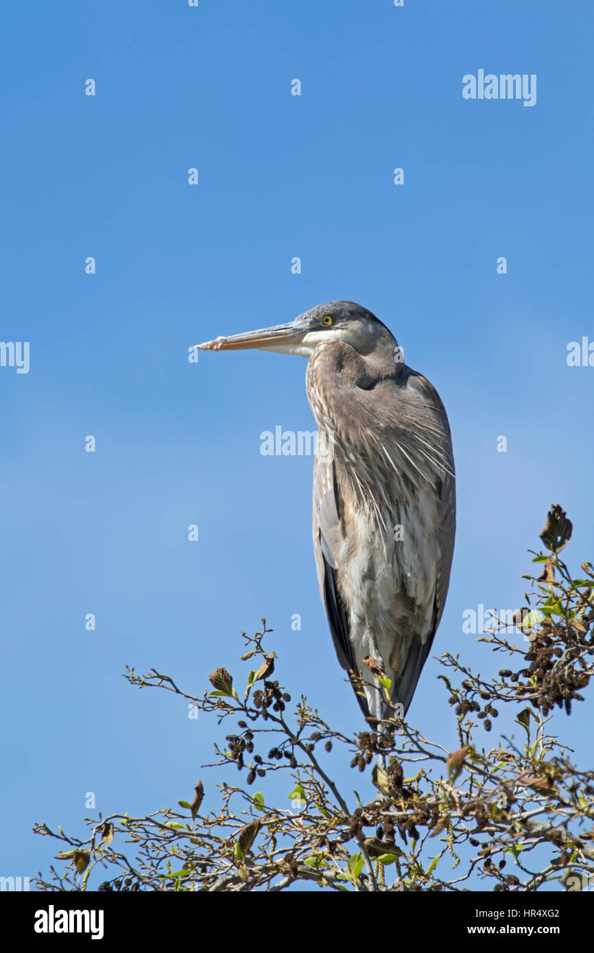 Bird Great Blue Heron at Los Angeles River park Stock Photo Alamy