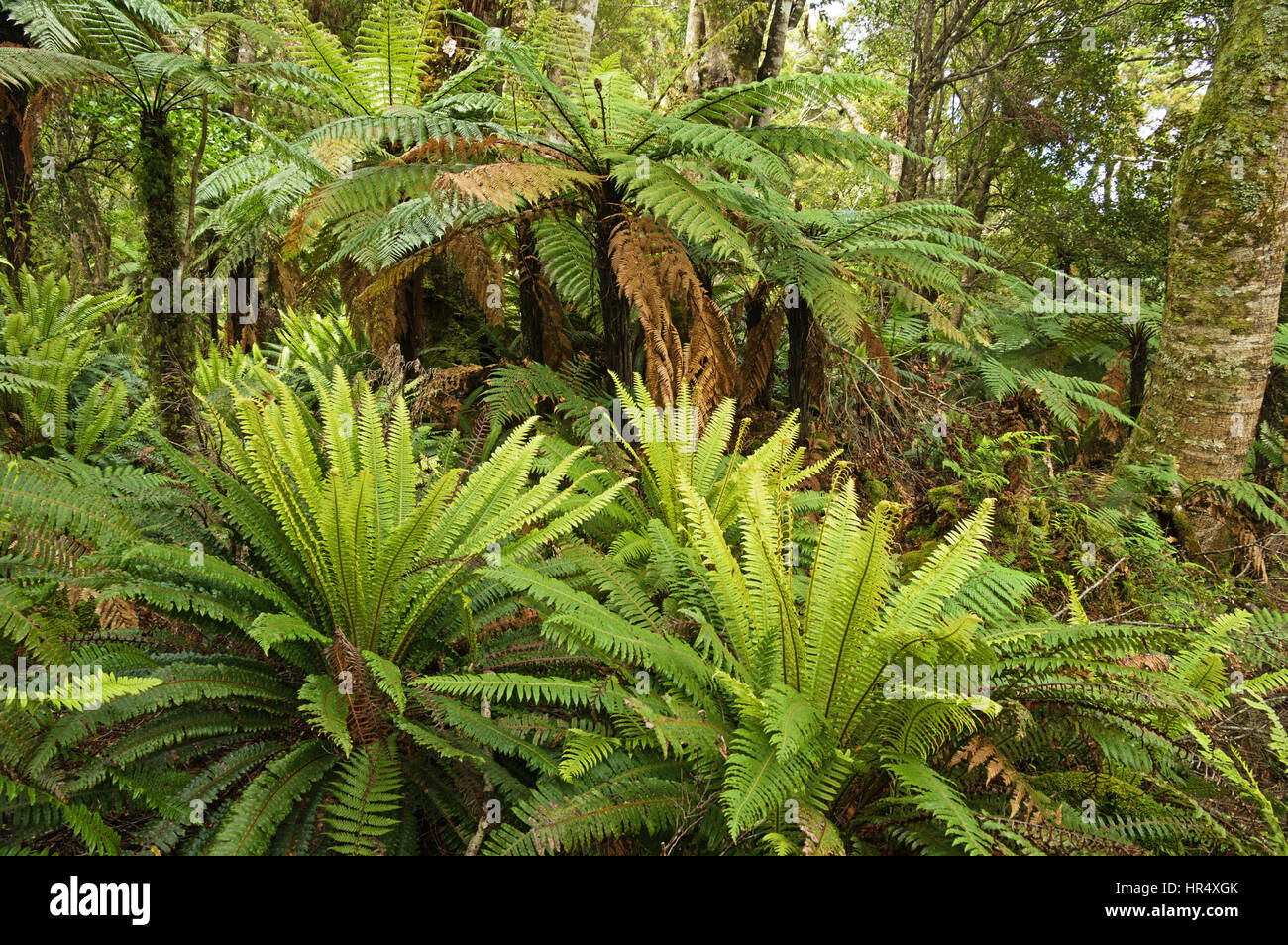 lush fern and treefern understory in forest in New Zealand Stock Photo