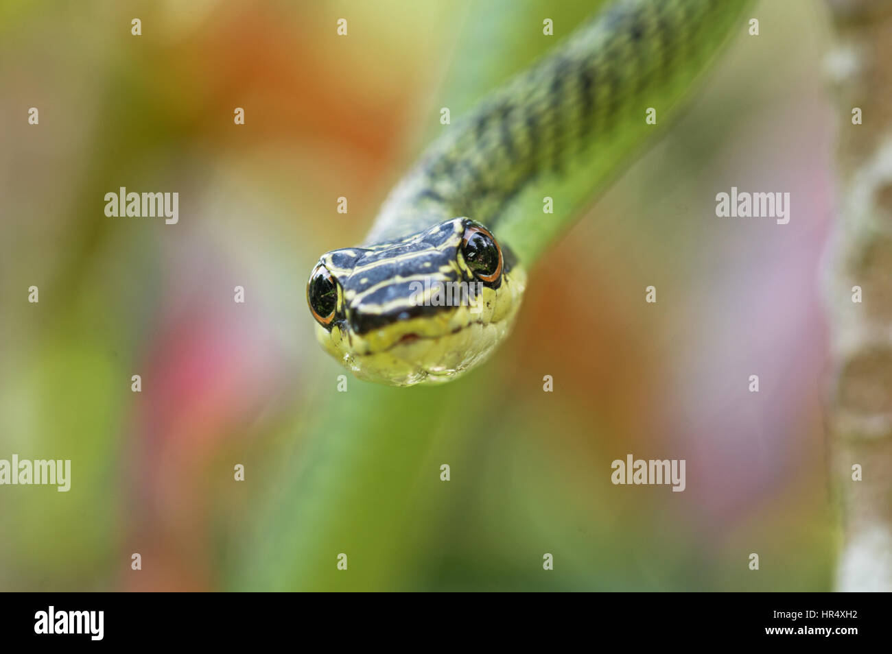 macro image of golden tree snake or Chrysopelea ornata viewed head on with blurry background Stock Photo