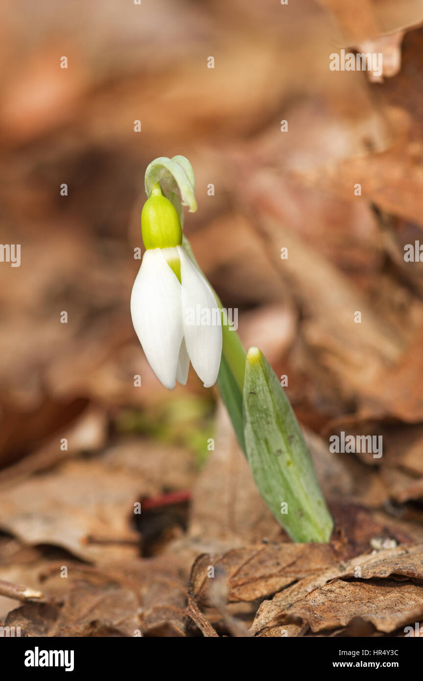 snowdrop flower blooms in the spring over brown fallen leaves Stock Photo