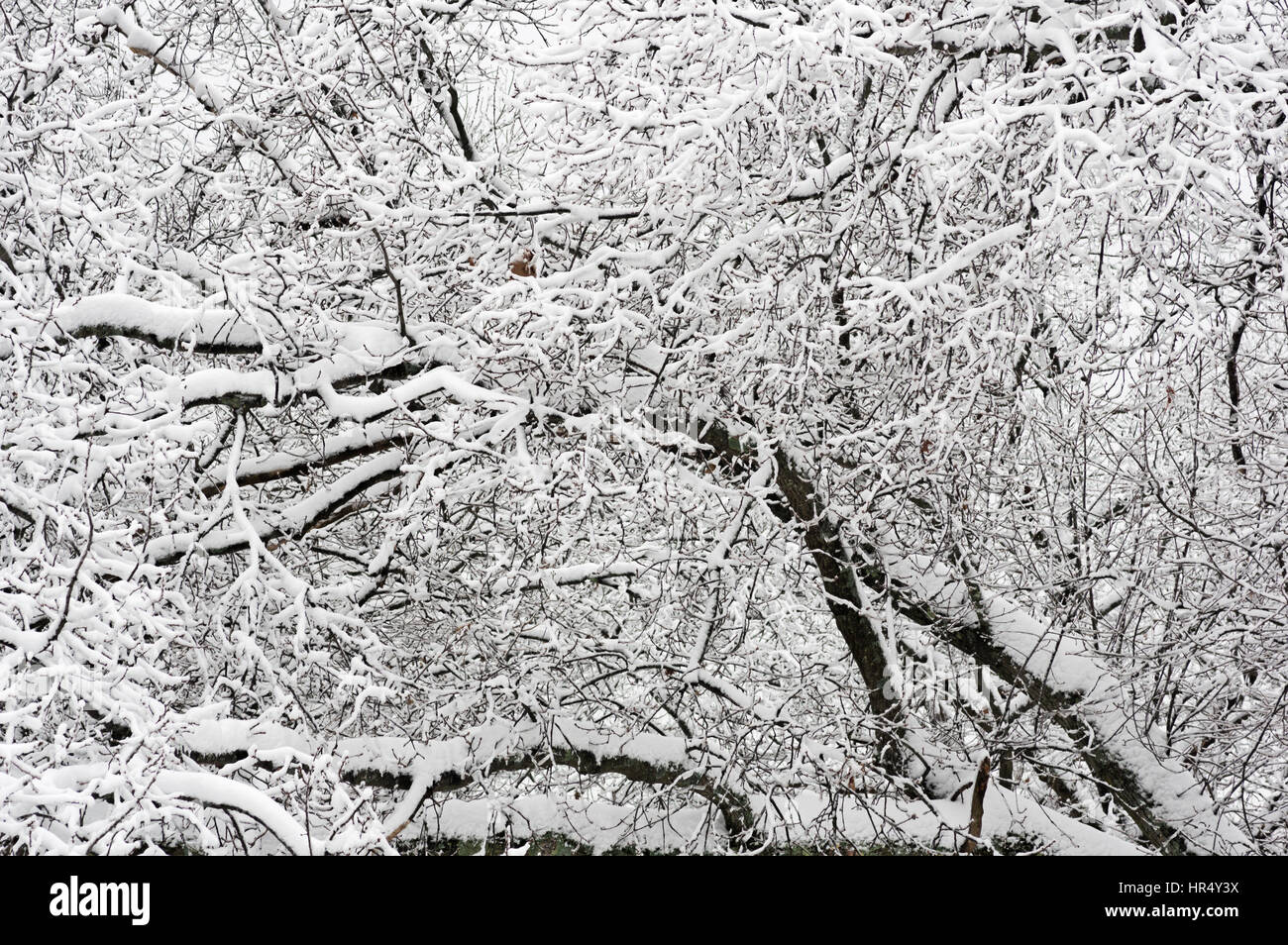 snow covered leafless branches in the winter Stock Photo