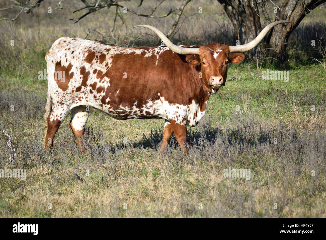 A brown and white Texas Longhorn looks directly at the camera while grazing in a field. Stock Photo