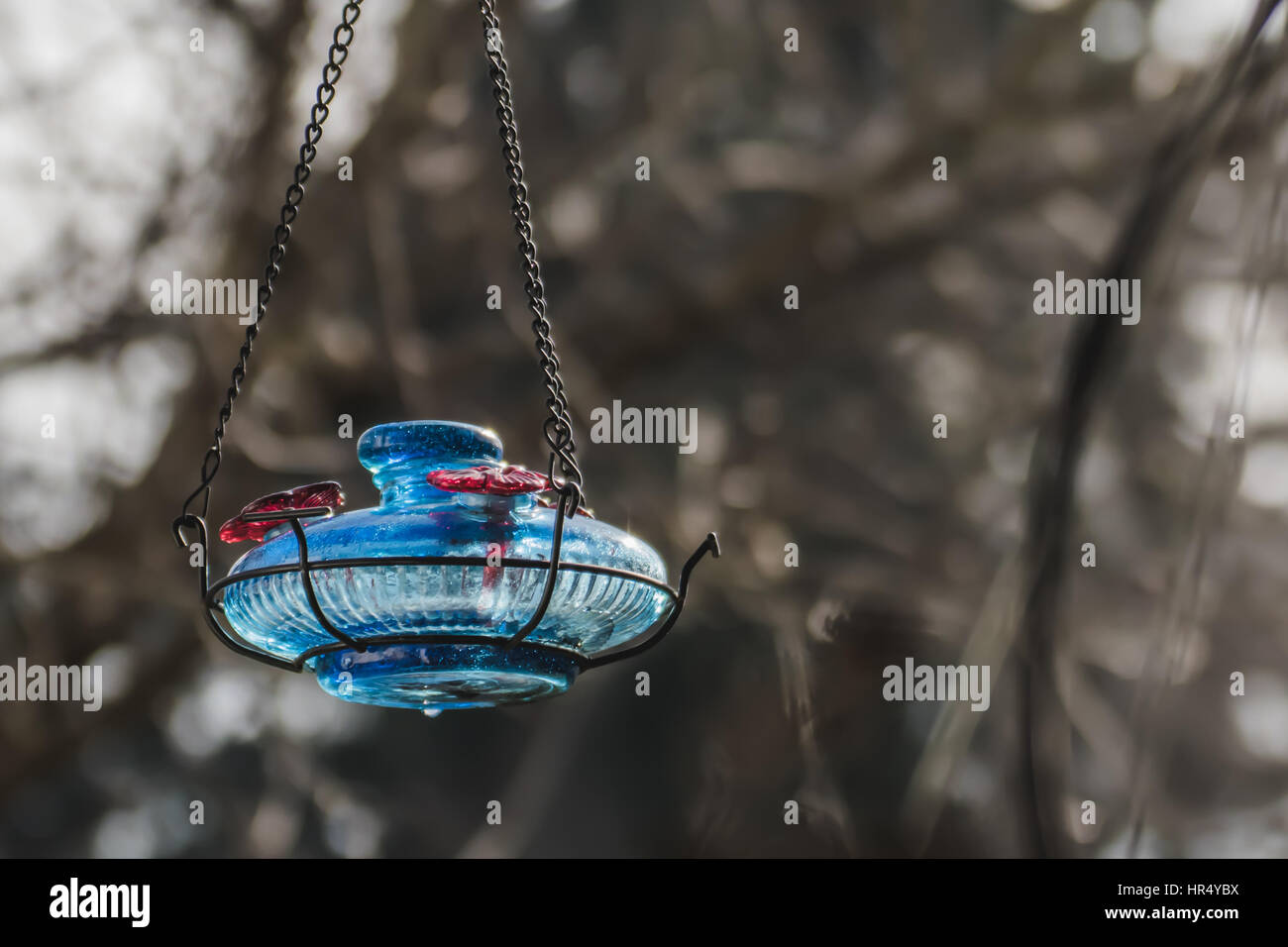 Lonely Isolated Blue Hummingbird Feeder In The Backyard Outside