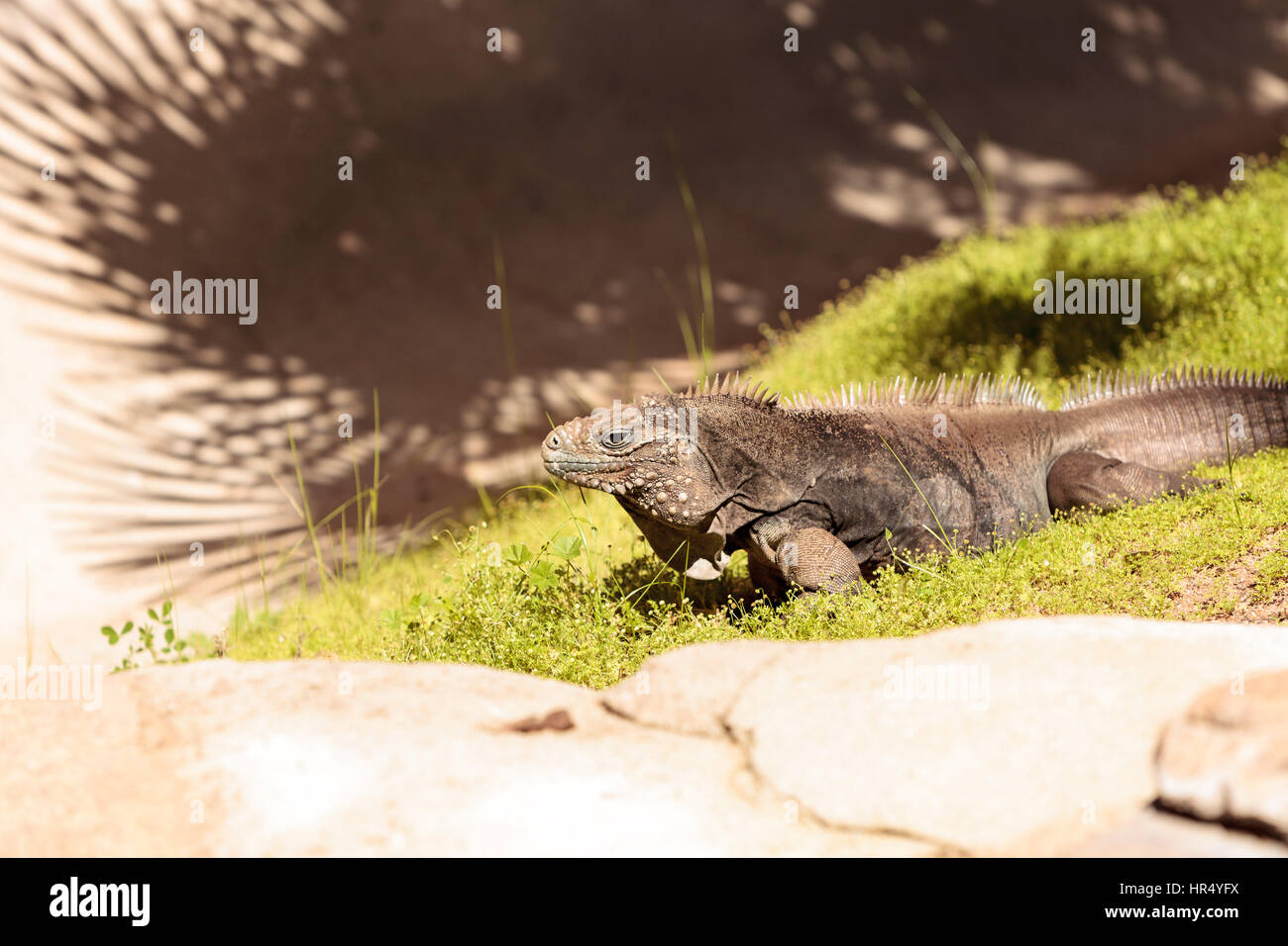 Nubile hi-res stock photography and images - Alamy