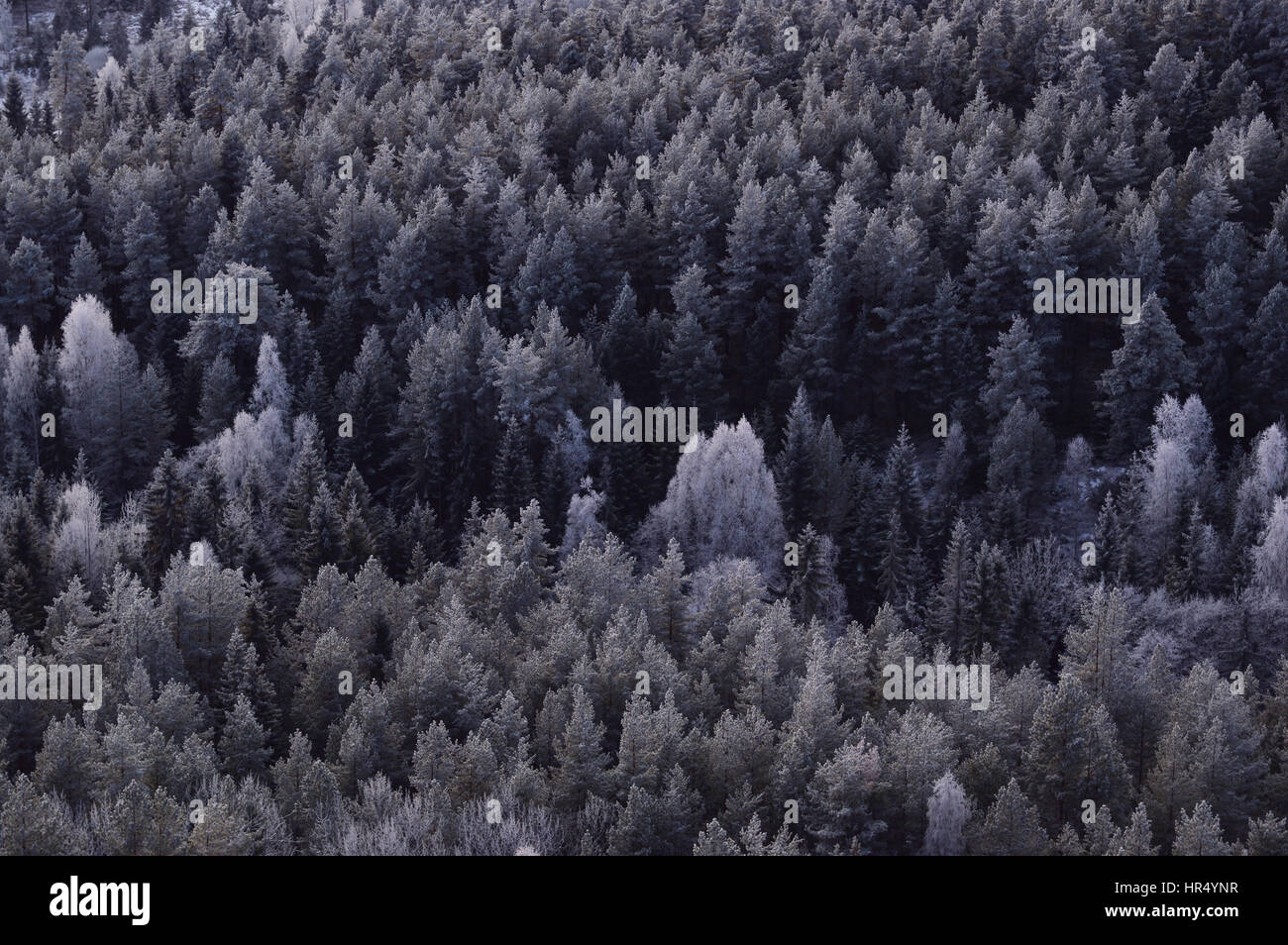 Winter forest with frosty trees. Birds-eye view. Stock Photo