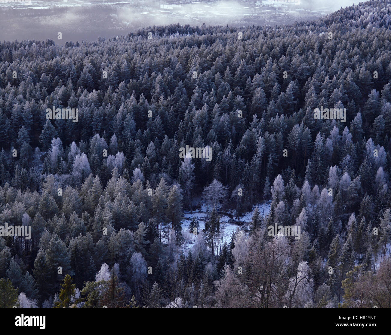 Winter forest with frosty trees. Birds-eye view. Stock Photo
