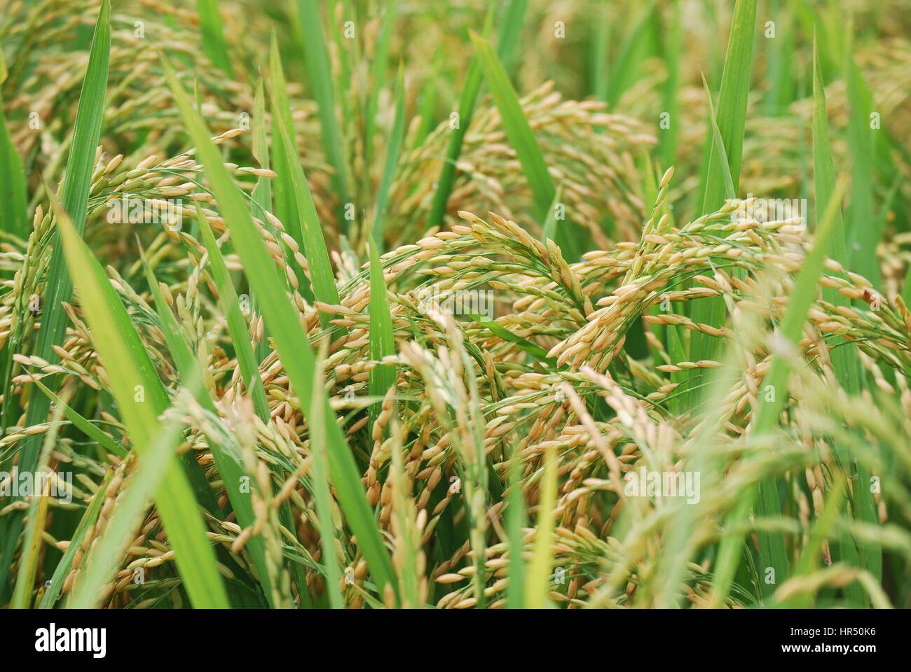 Rice plant in maturity hires stock photography and images Alamy