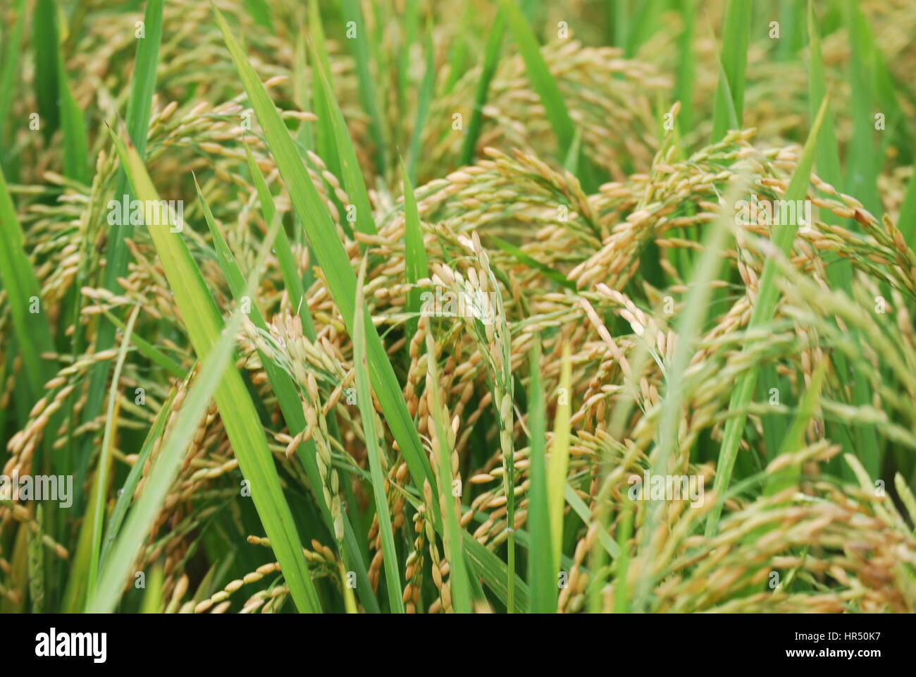 Rice plant in maturity hi-res stock photography and images - Alamy