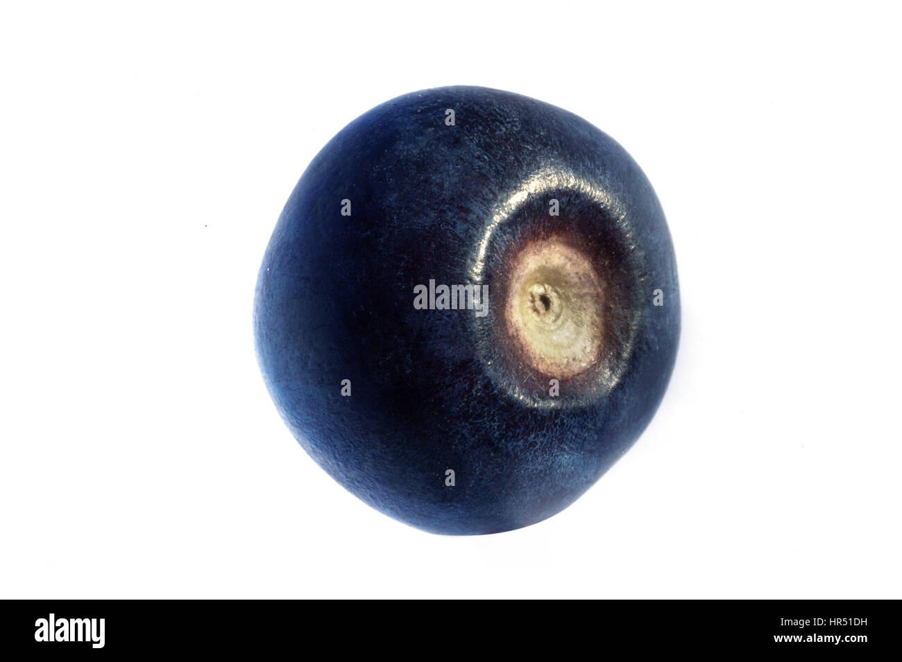 Blueberry Stock Photo