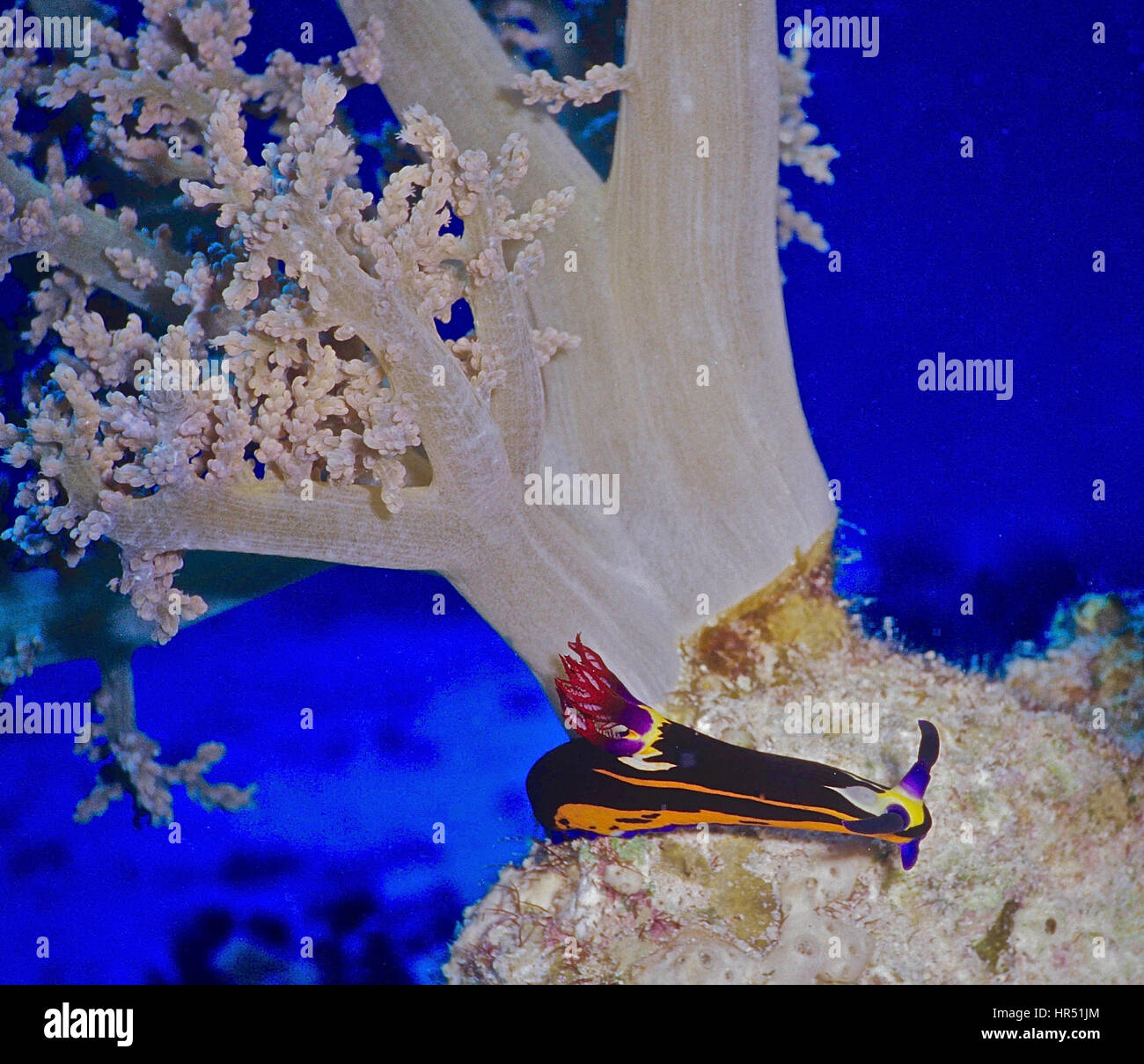 A sea slug - or nudibranch (Nembrotha megalocera) at the base of a soft coral (Sinularia dura). Like all nudibranchs, an underwater jewel! Red Sea. Stock Photo